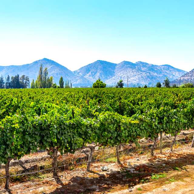 Santiago to Vina Santa Rita: Private day trip