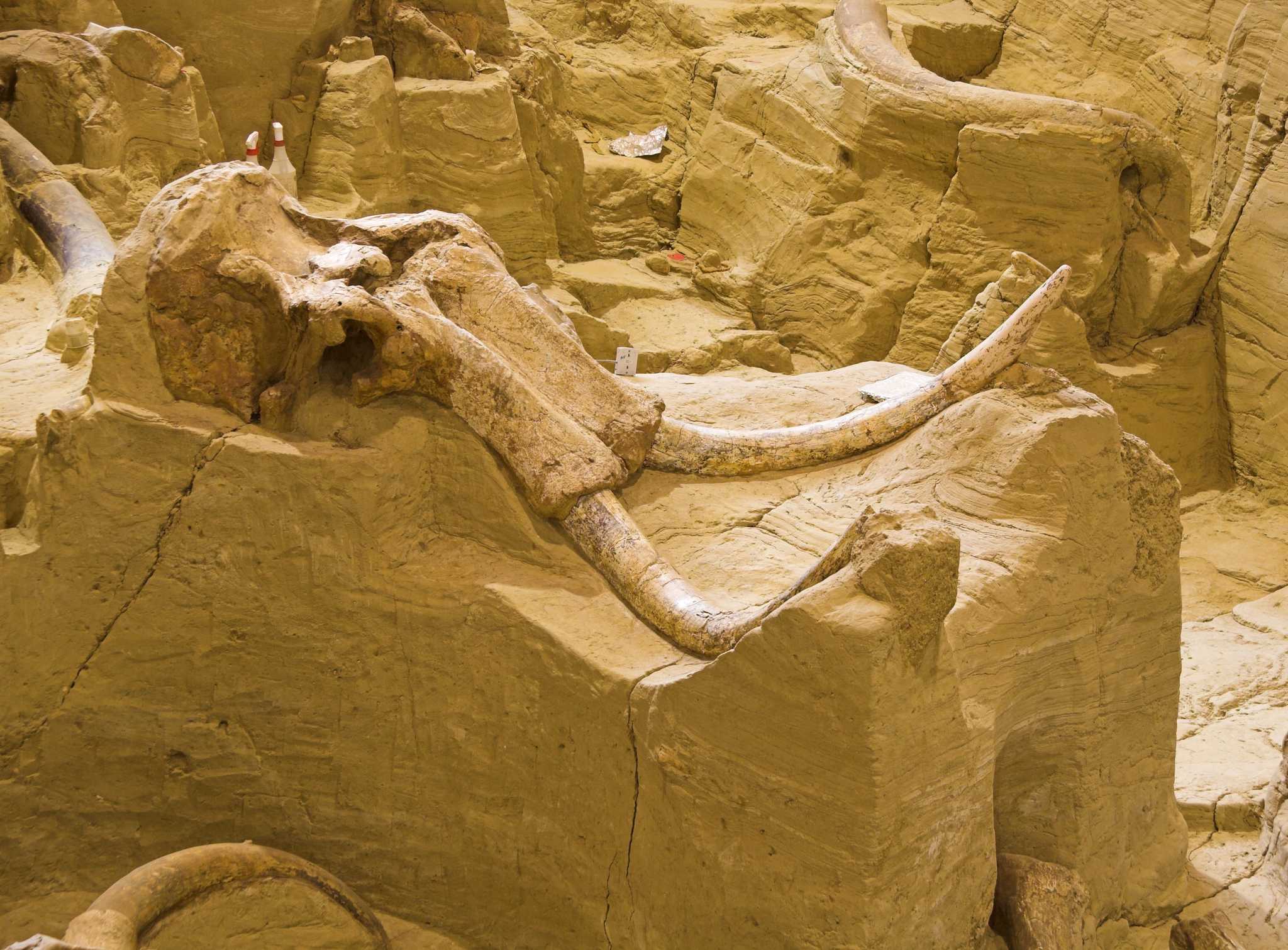 在 从 san-antonio-texas-us 到 dallas-tx-us 的途中，参观 Waco Mammoth National Monument ，通过 Daytrip