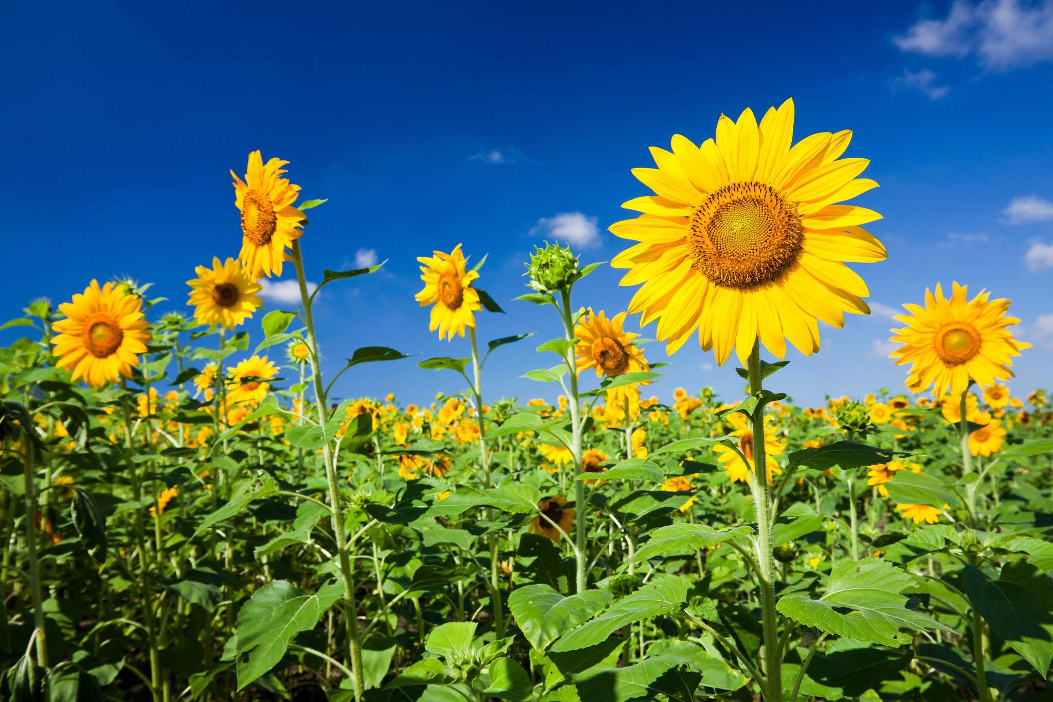 Visit Zonghexiuxian Park on the way from kaohsiung-tw to taitung-tw with Daytrip