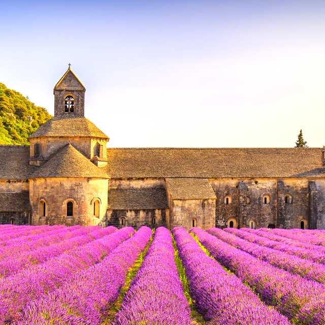 Lavender fields in Provence from Avignon: Private day trip