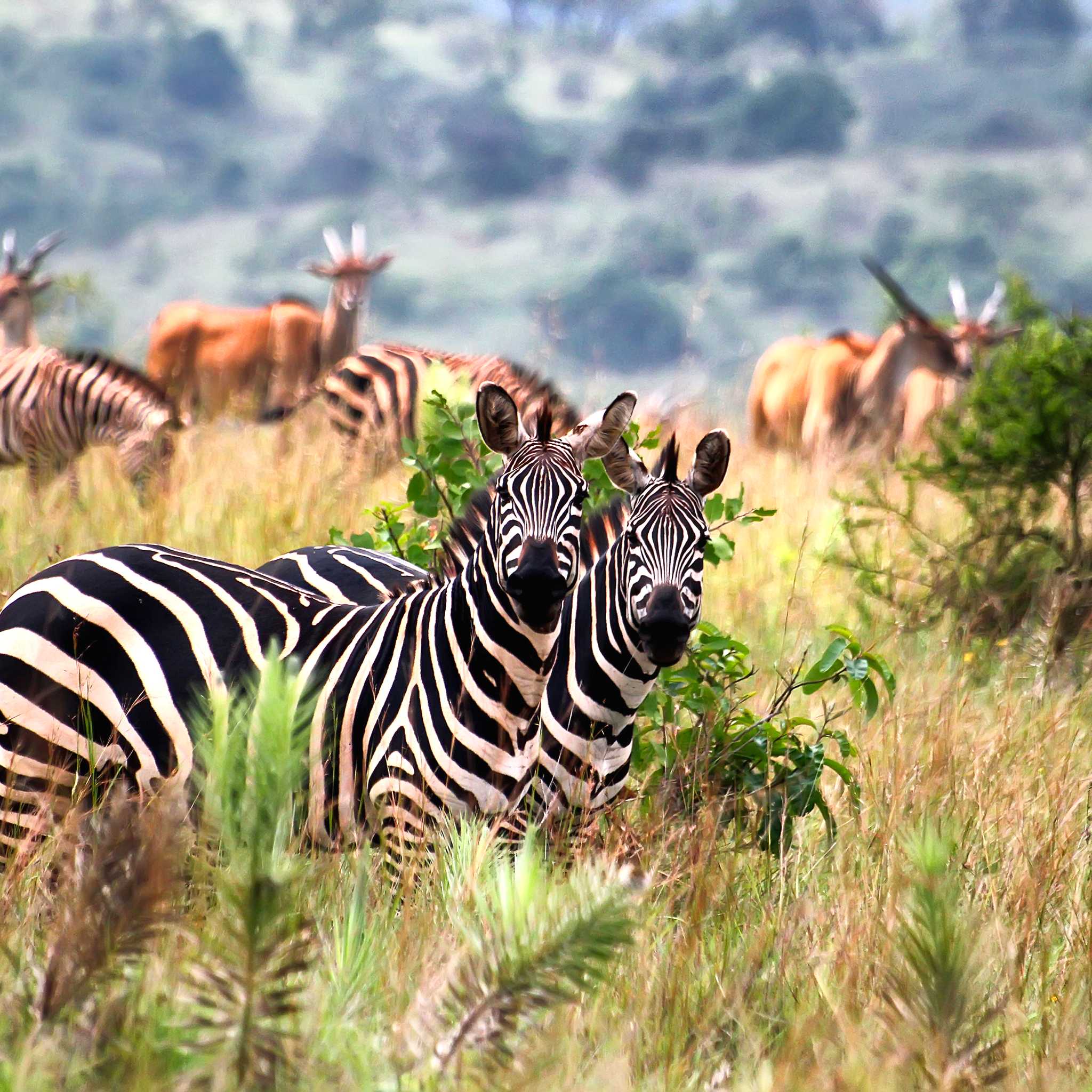 Private car transfers in Rwanda from Akagera National Park