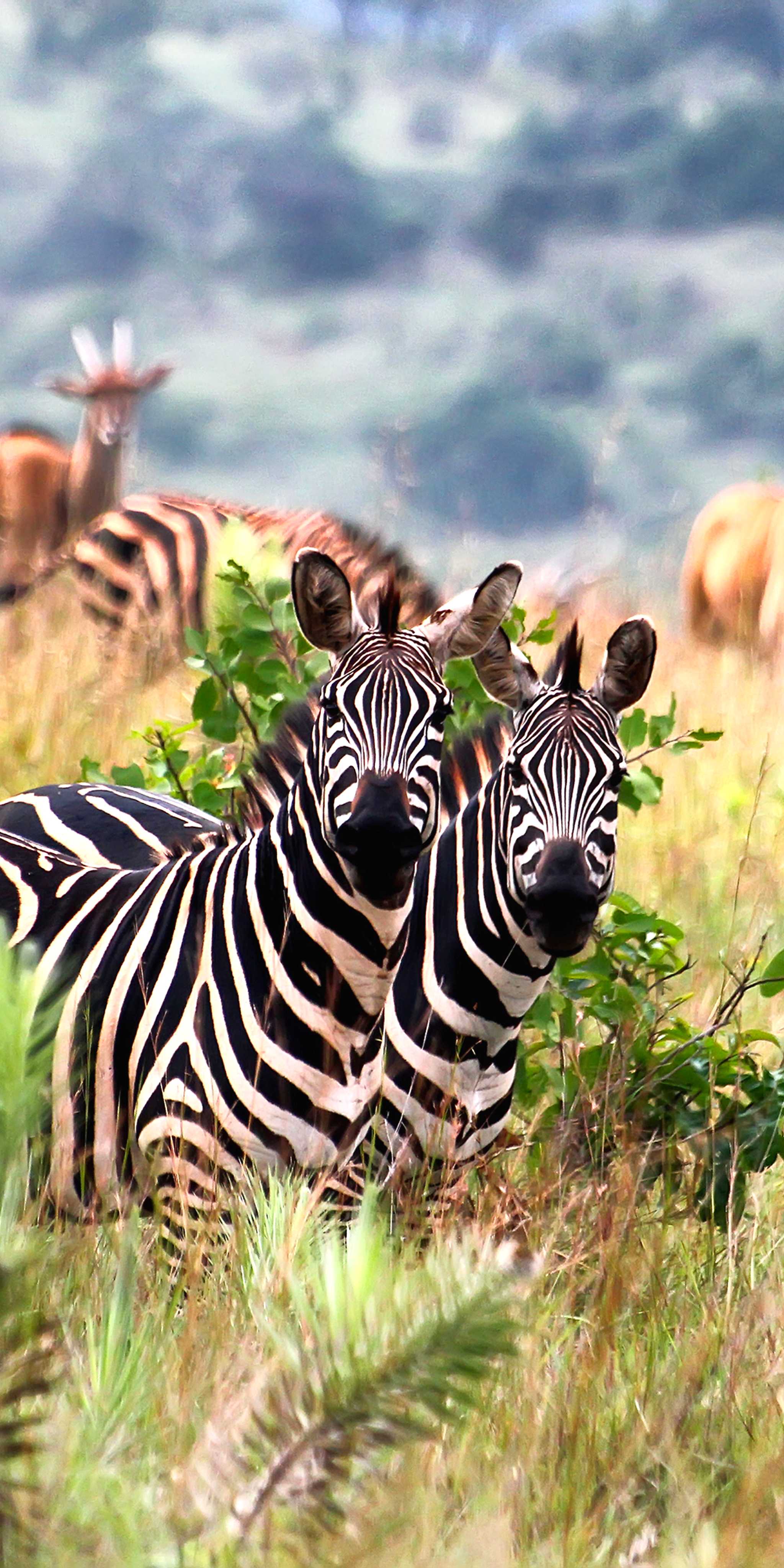 ์์นด๊ฒ๋ผ ๊ตญ๋ฆฝ๊ณต์