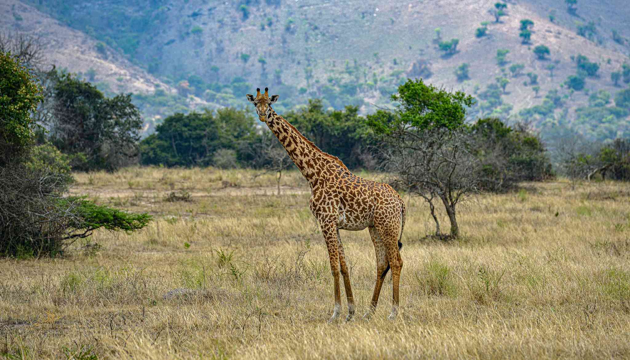 Scenic view of Kigali - private day trip from Akagera National Park - photo 5
