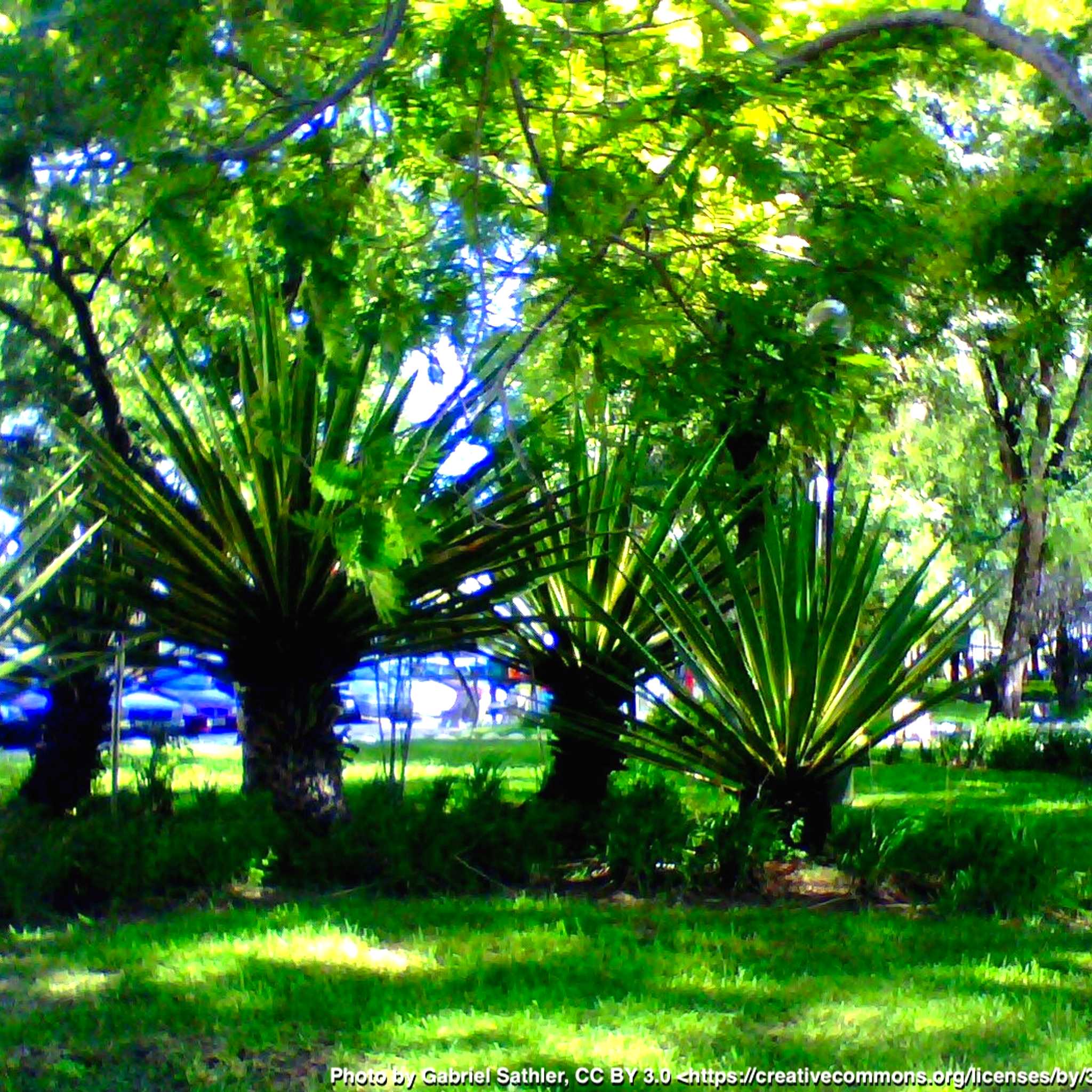 Alegrete
