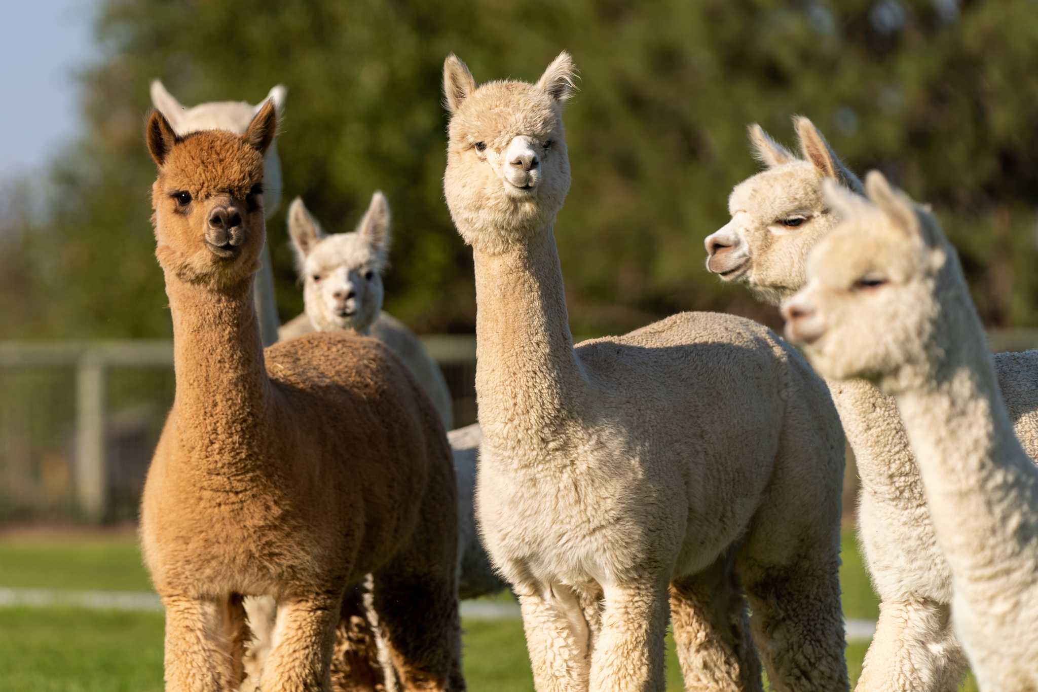Servicios de traslado en coche privado en Alpaca Eco Farm - vista panorámica de Alpaca Eco Farm en Países Bajos