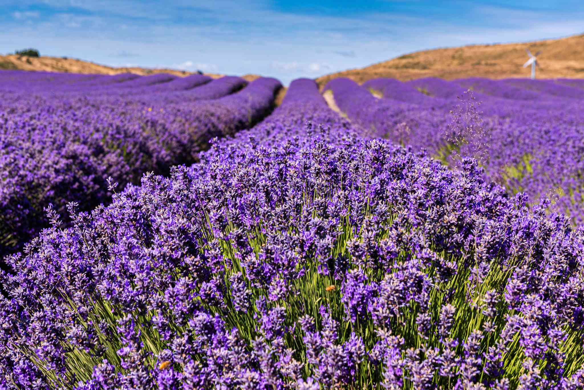 Queenstown 的风景 - 从 Queenstown 出发的私人 一日游 - 照片 2