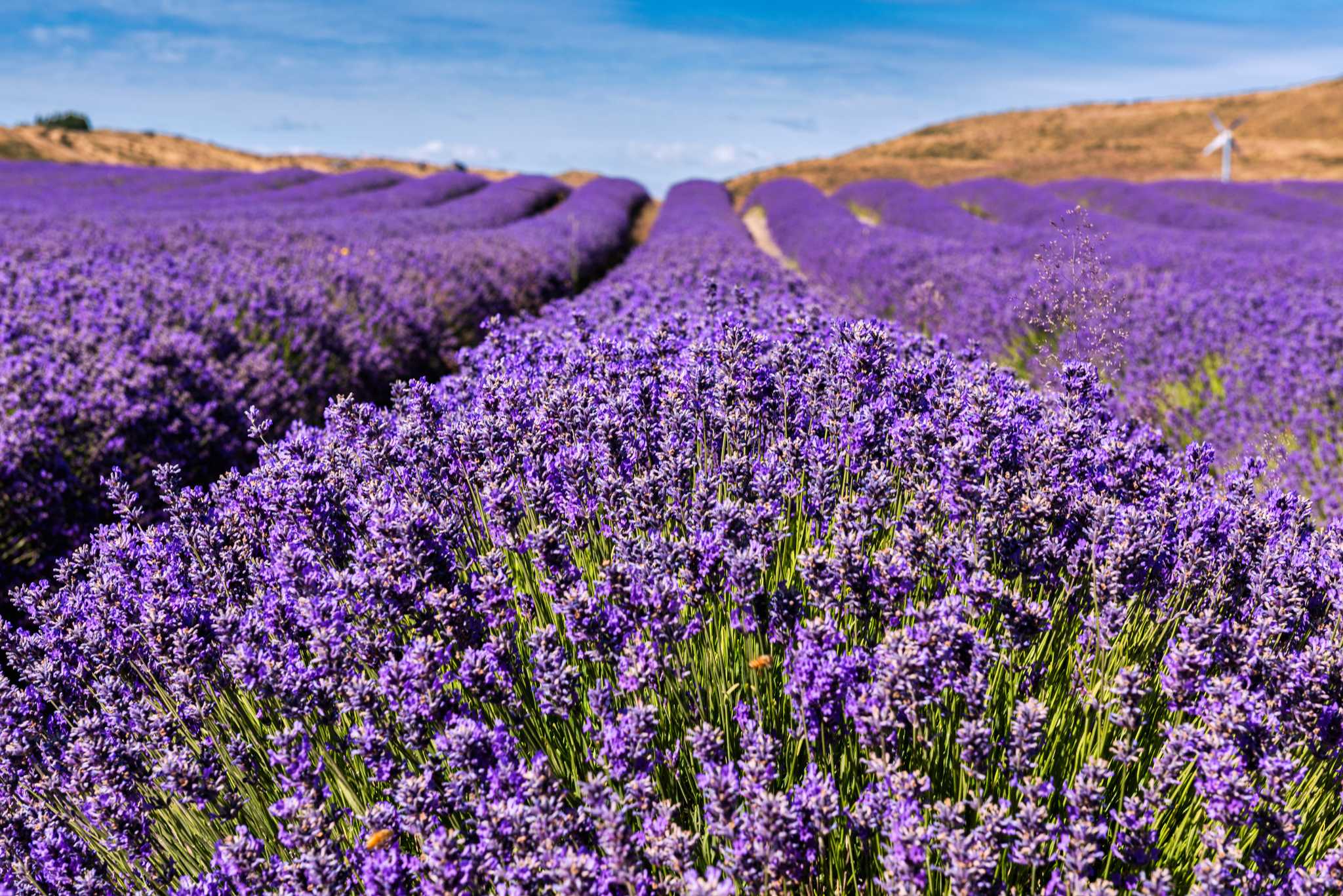 行程在私人 日游 从 Queenstown 到 Alpine Lavender Farm 的 停靠点