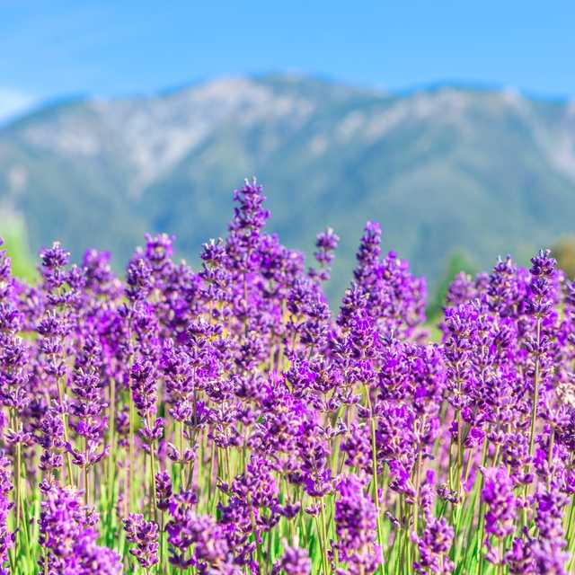 Queenstown to Lavender Farm and Mt. Cook: Private day trip