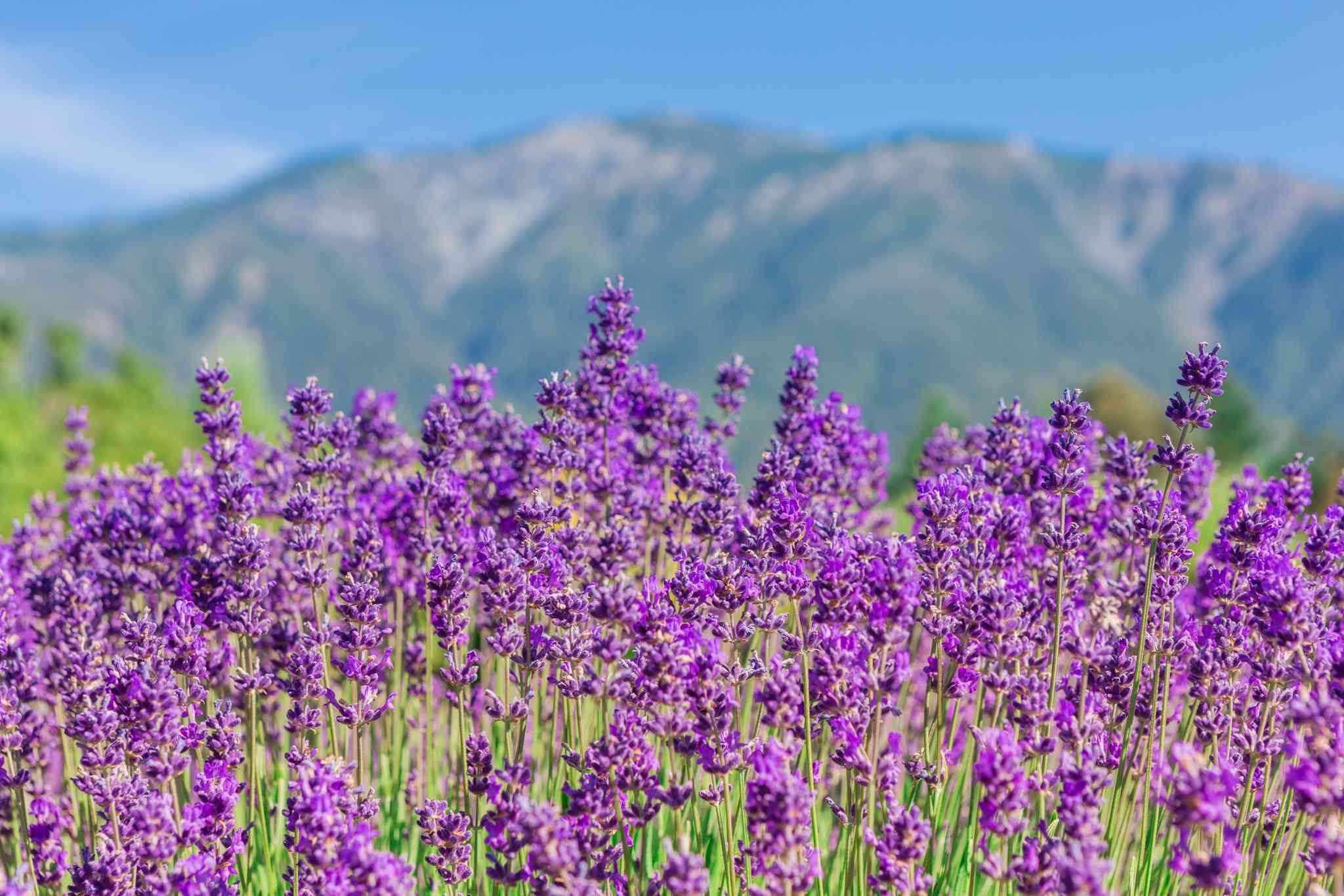 Queenstown 的风景 - 从 Queenstown 出发的私人 一日游 - 照片 1