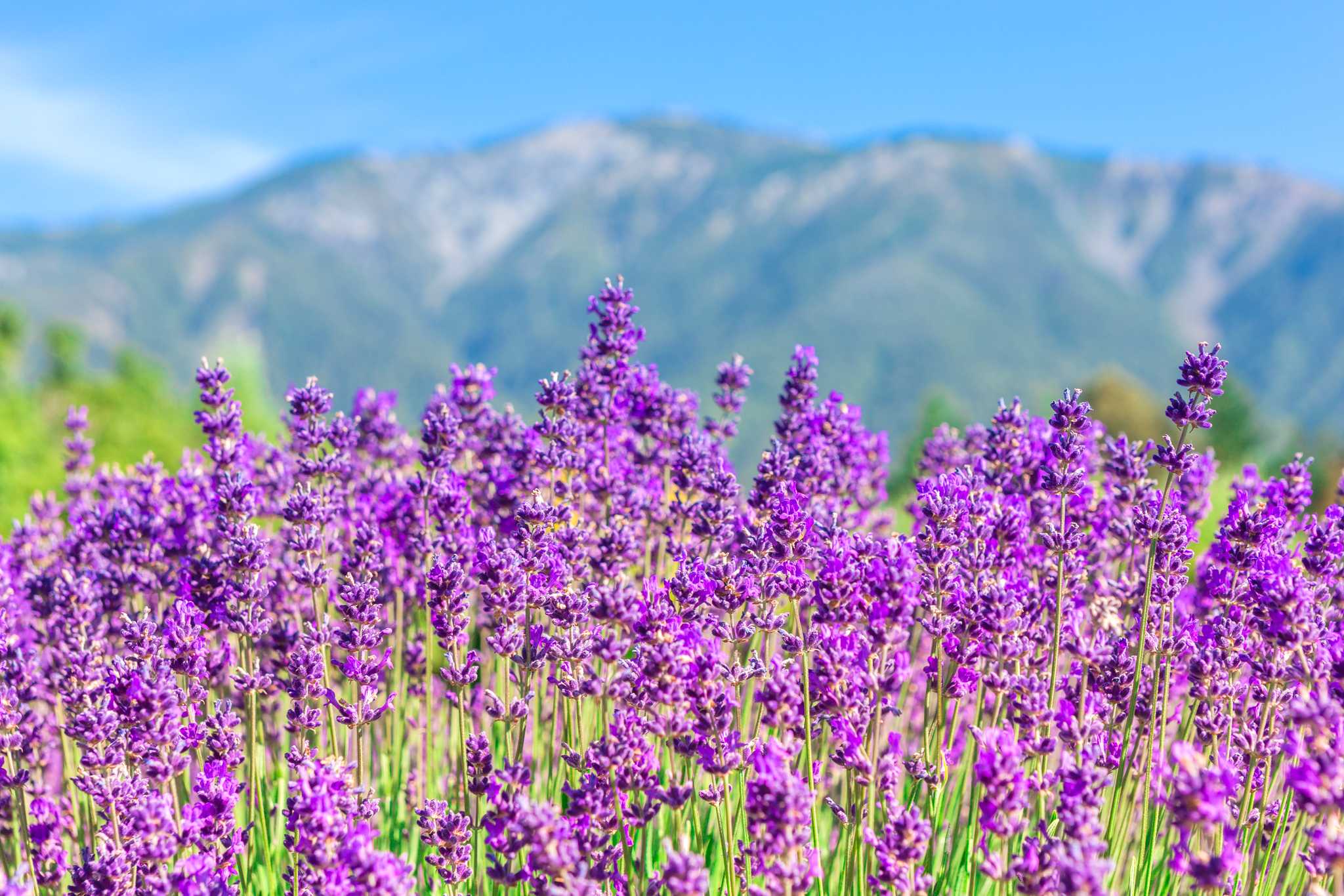 Option privée d'excursion d'une journée depuis Queenstown