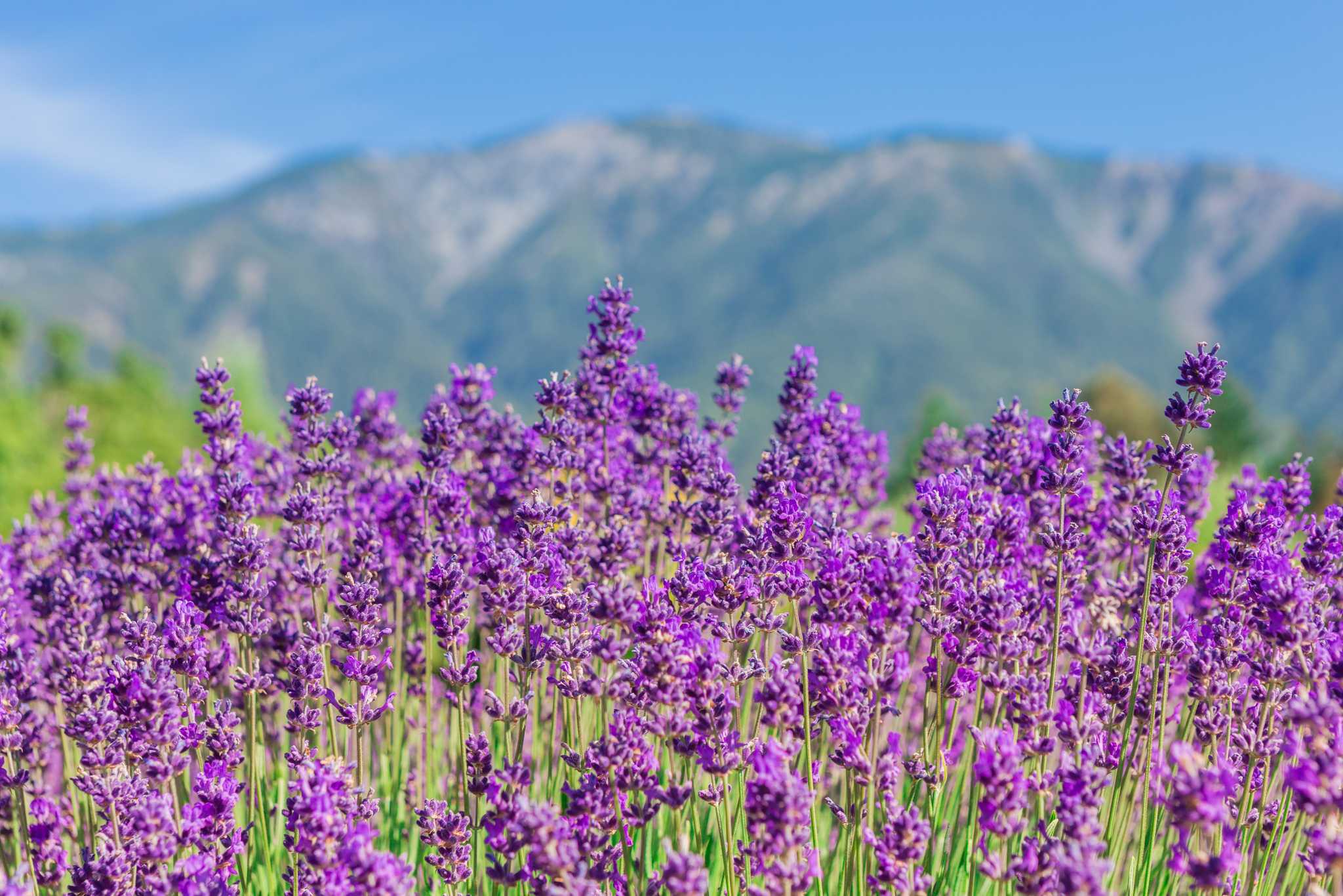 行程在私人 日游 从 Queenstown 到 Alpine Lavender Farm 的 停靠点