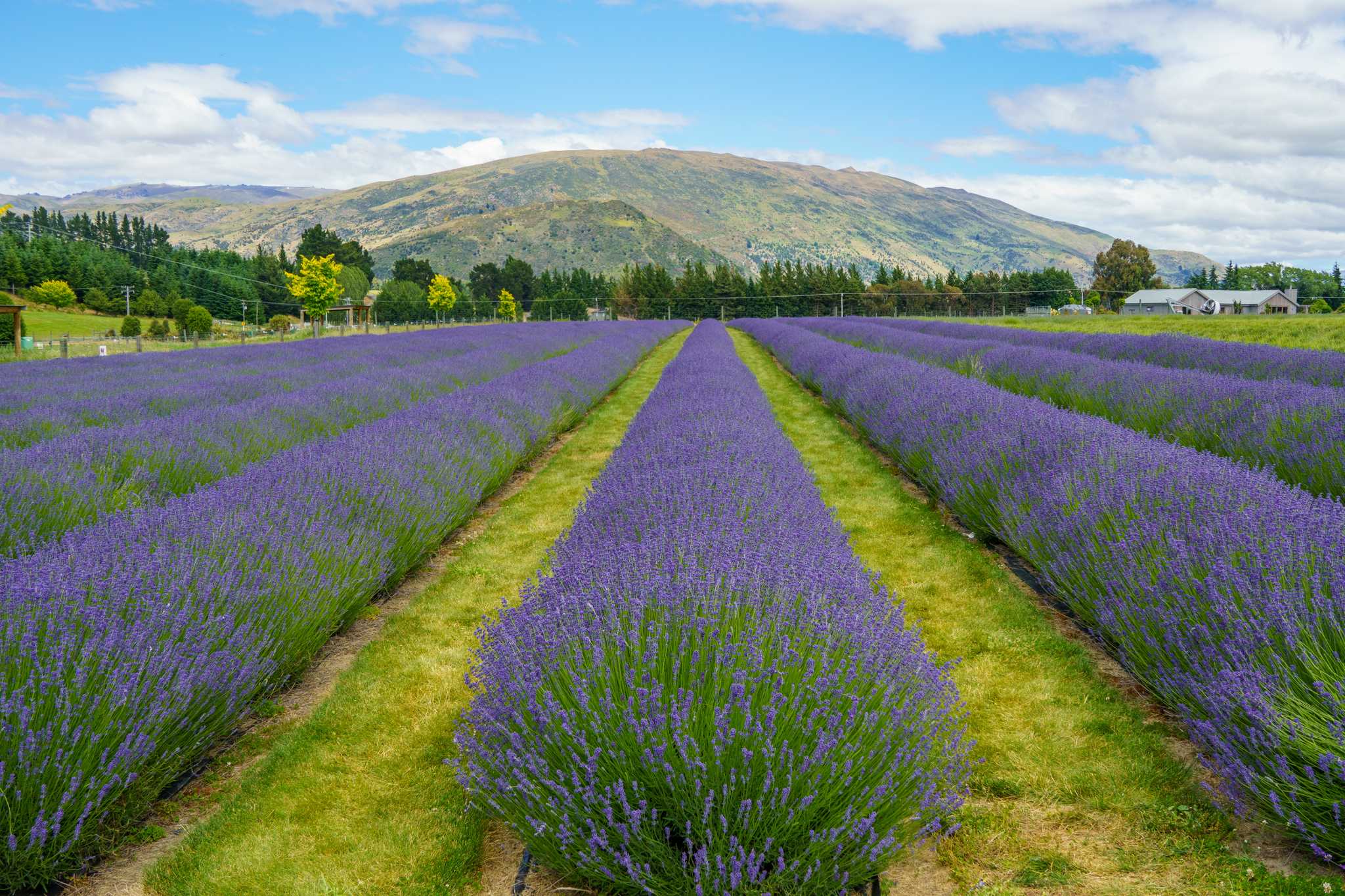 行程在私人 日游 从 Queenstown 到 Alpine Lavender Farm 的 停靠点