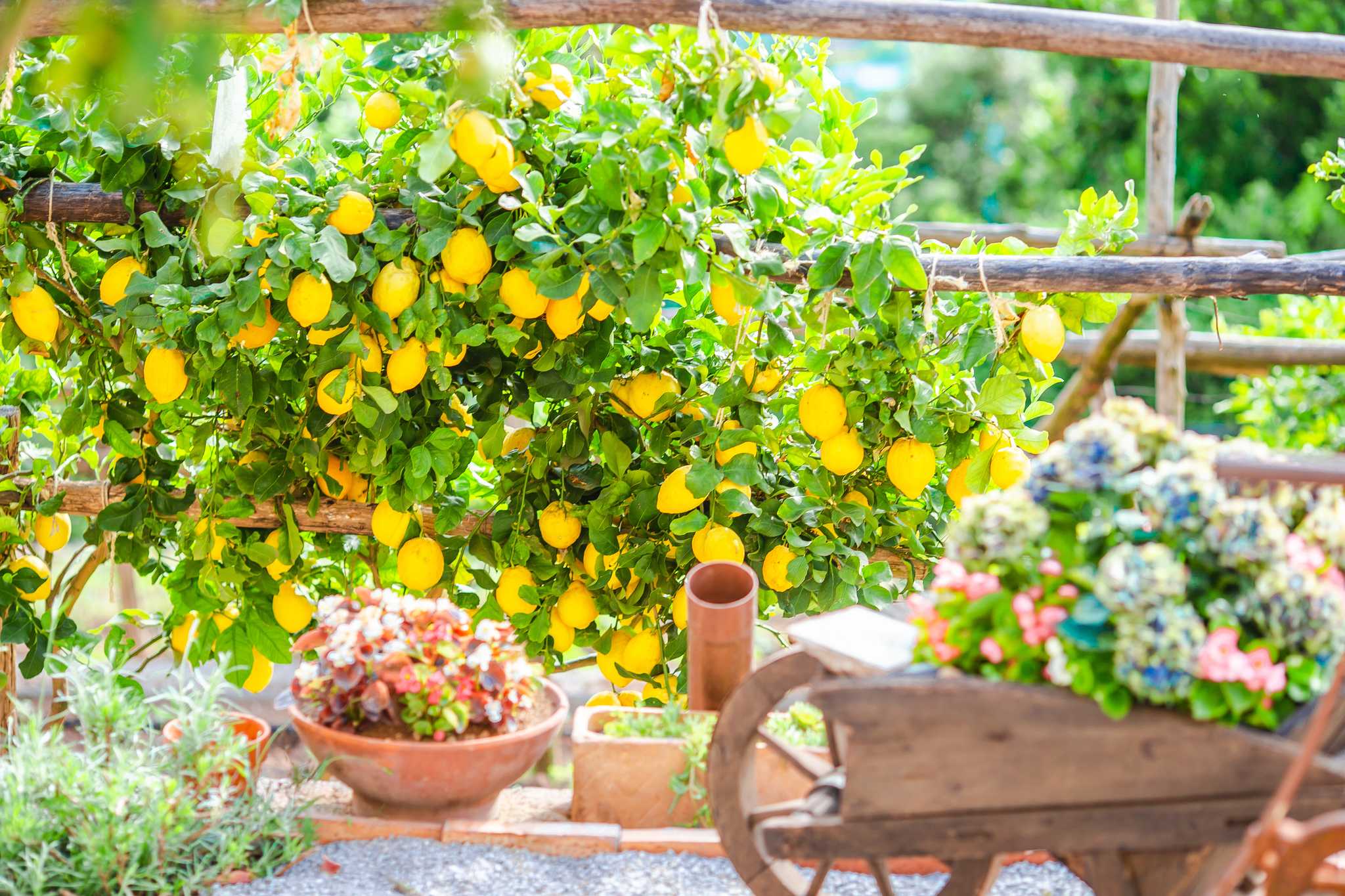 A sunny garden with clusters of ripe yellow lemons hanging from a traditional pergola.