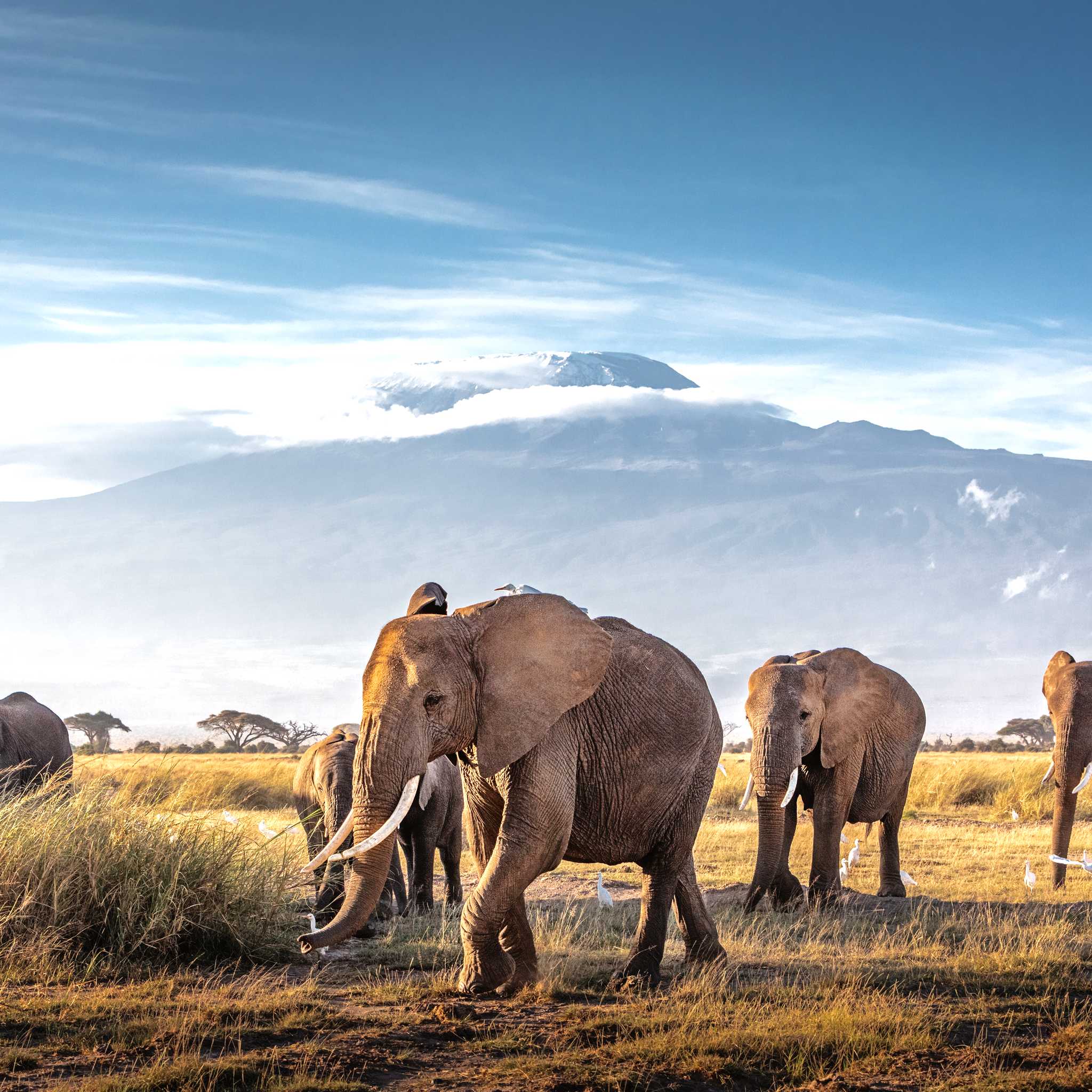 Amboseli National Park