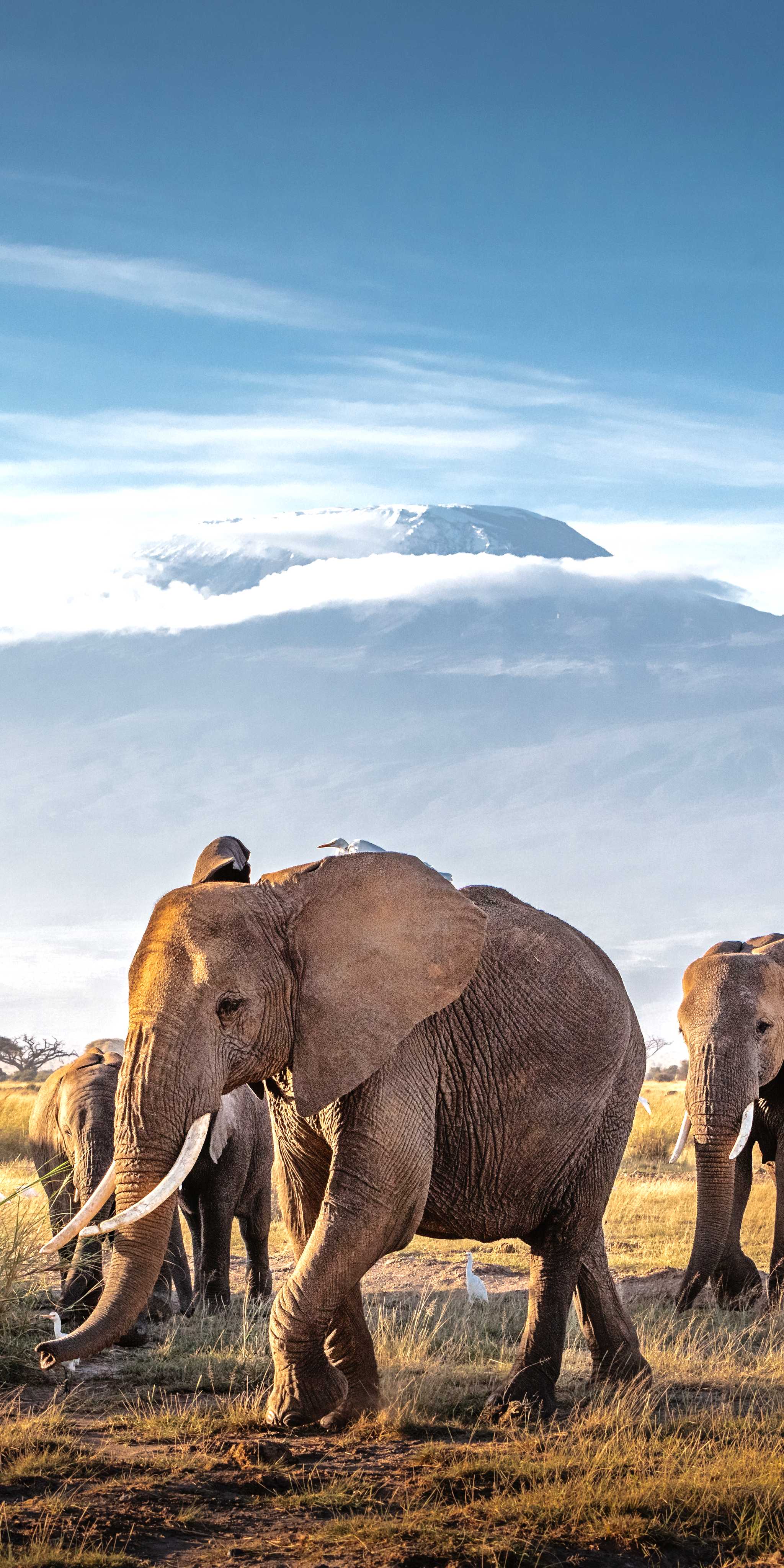 Amboseli National Park