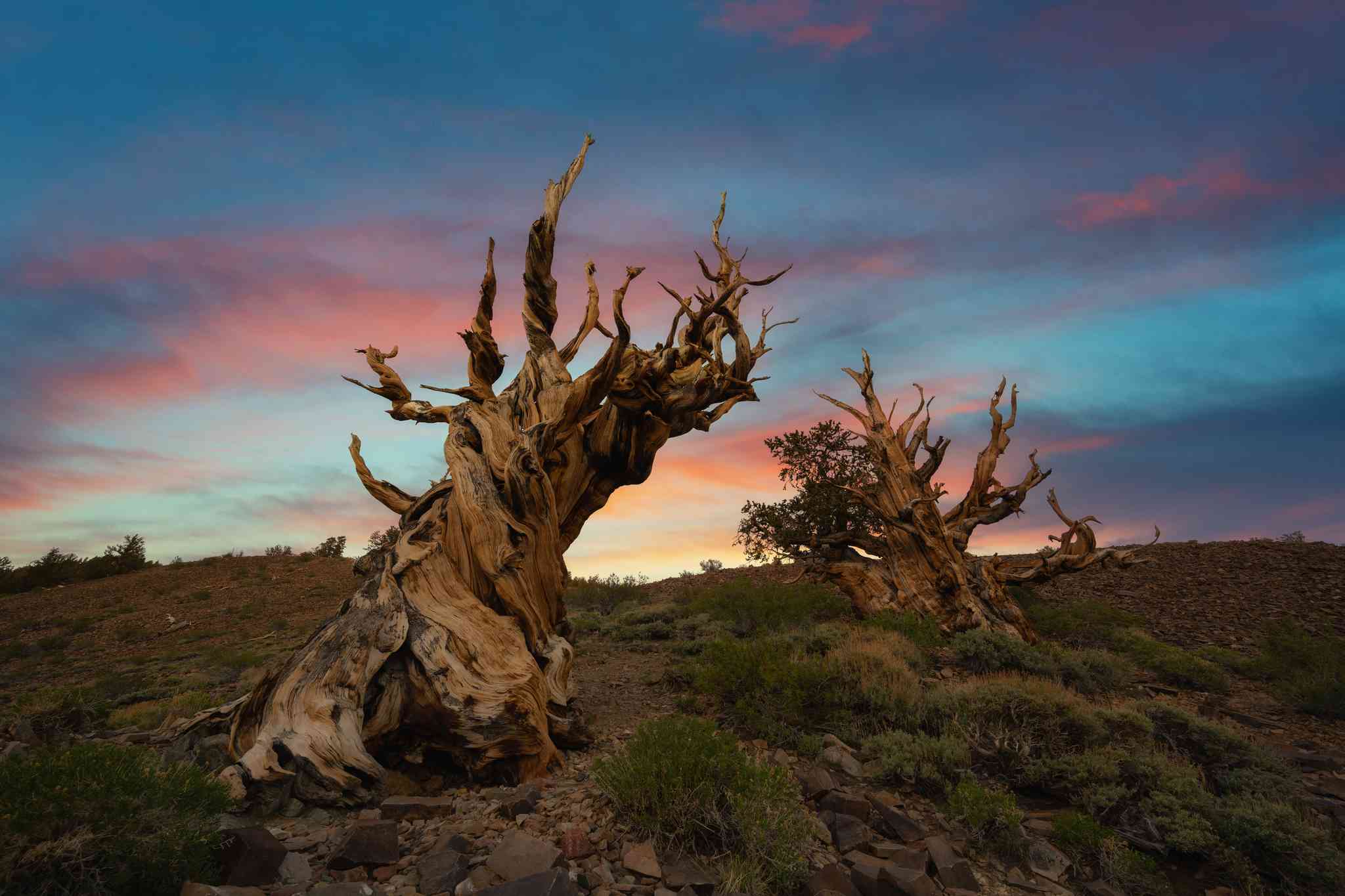 Bosque de Pinos Bristlecone Antiguos