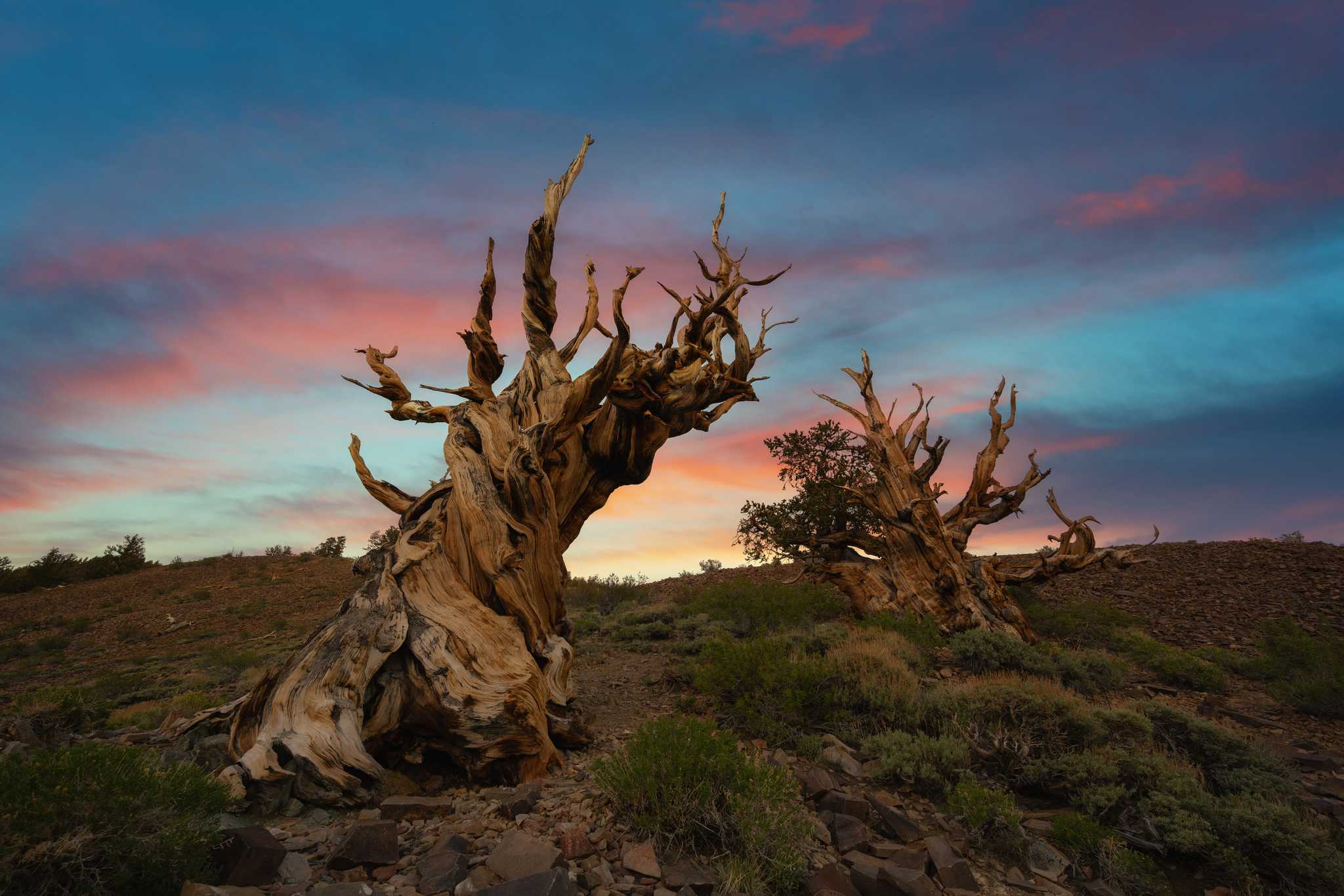 在 从 glendale-ca-us 到 mammoth-lakes-ca-us 的途中，参观 Ancient Bristlecone Pine Forest ，通过 Daytrip
