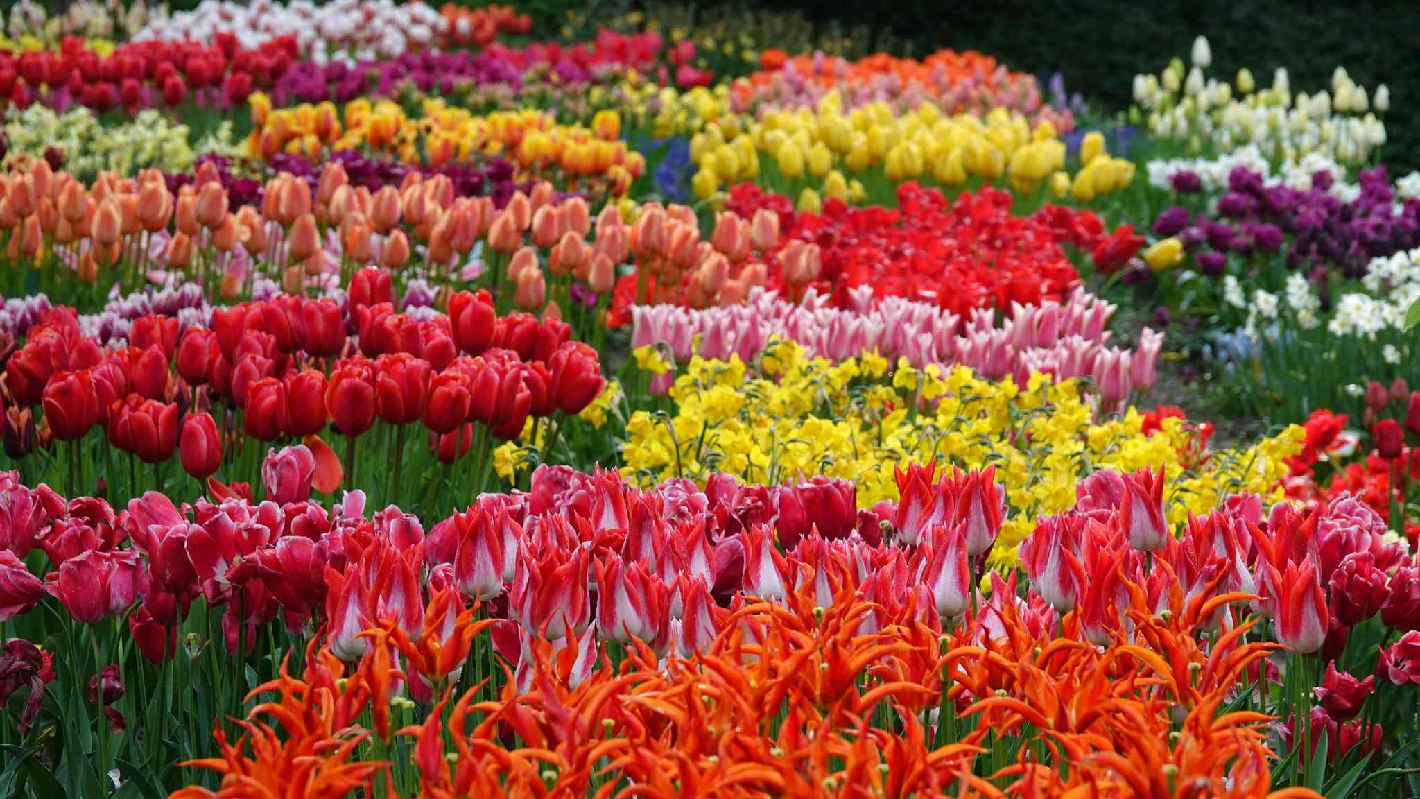 Vacker vy över Amsterdam - privat dagsutflykt från Amsterdam - foto 2