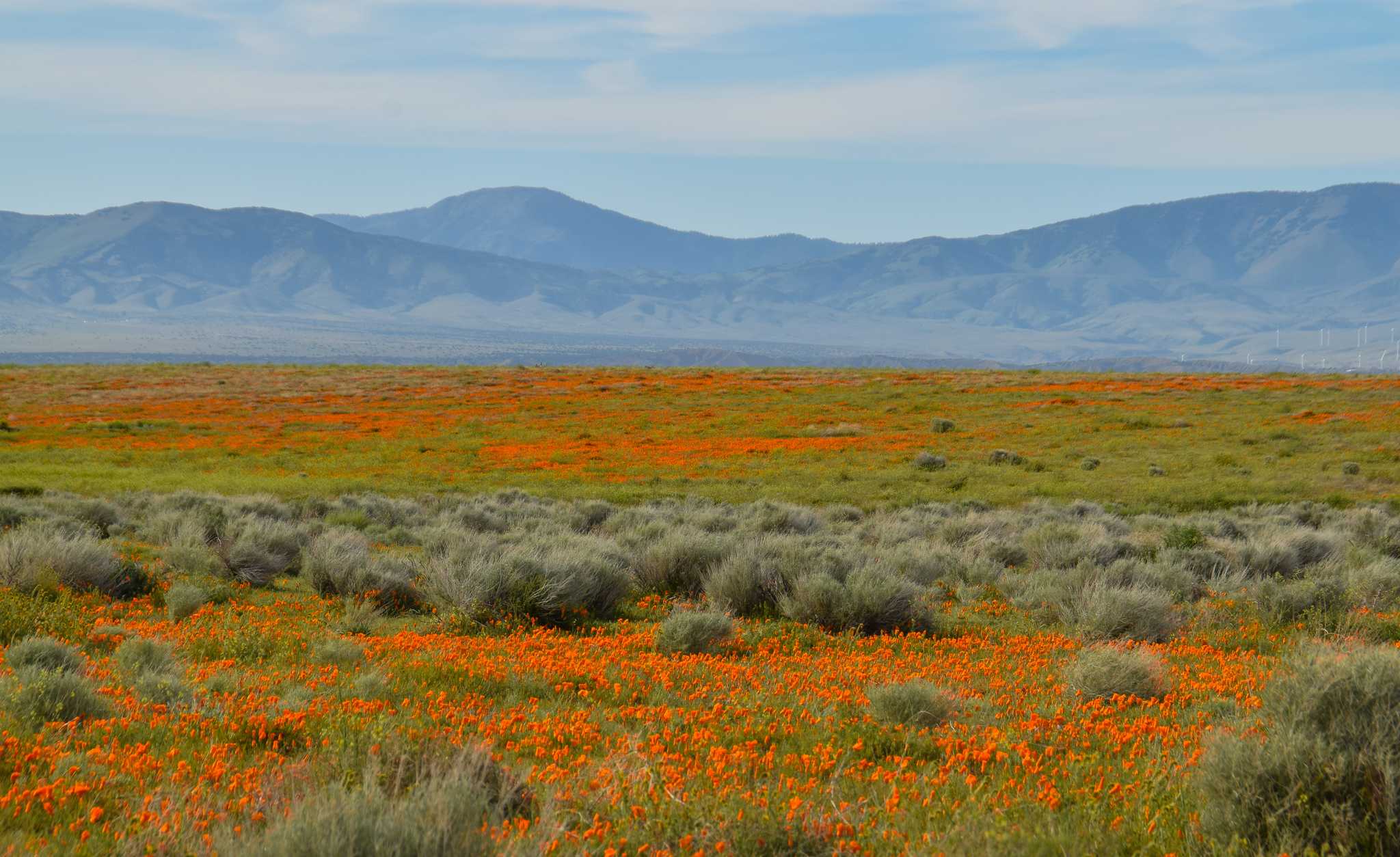Servicios de traslado en coche privado en Reserva de Amapolas del Valle de Antílope - vista panorámica de Reserva de Amapolas del Valle de Antílope en Estados Unidos