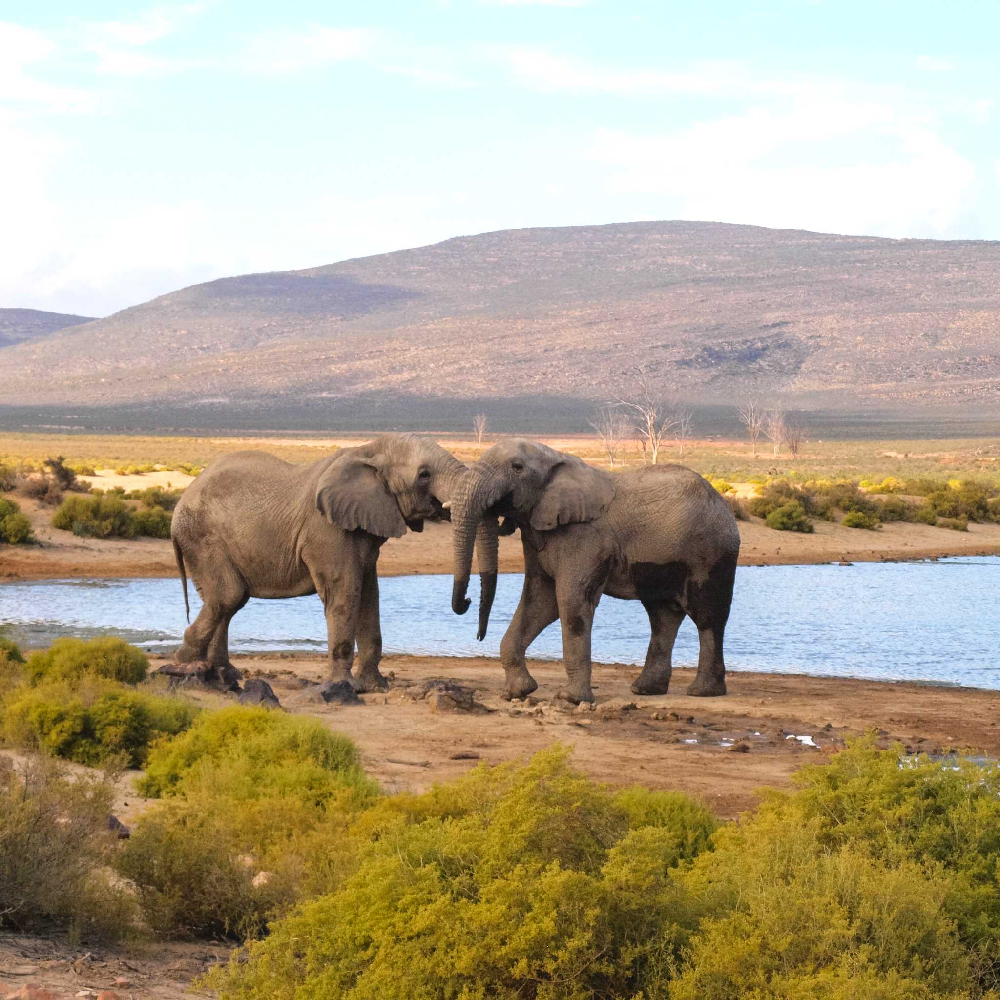 Private car transfers in South Africa from Aquila Safari Reserve