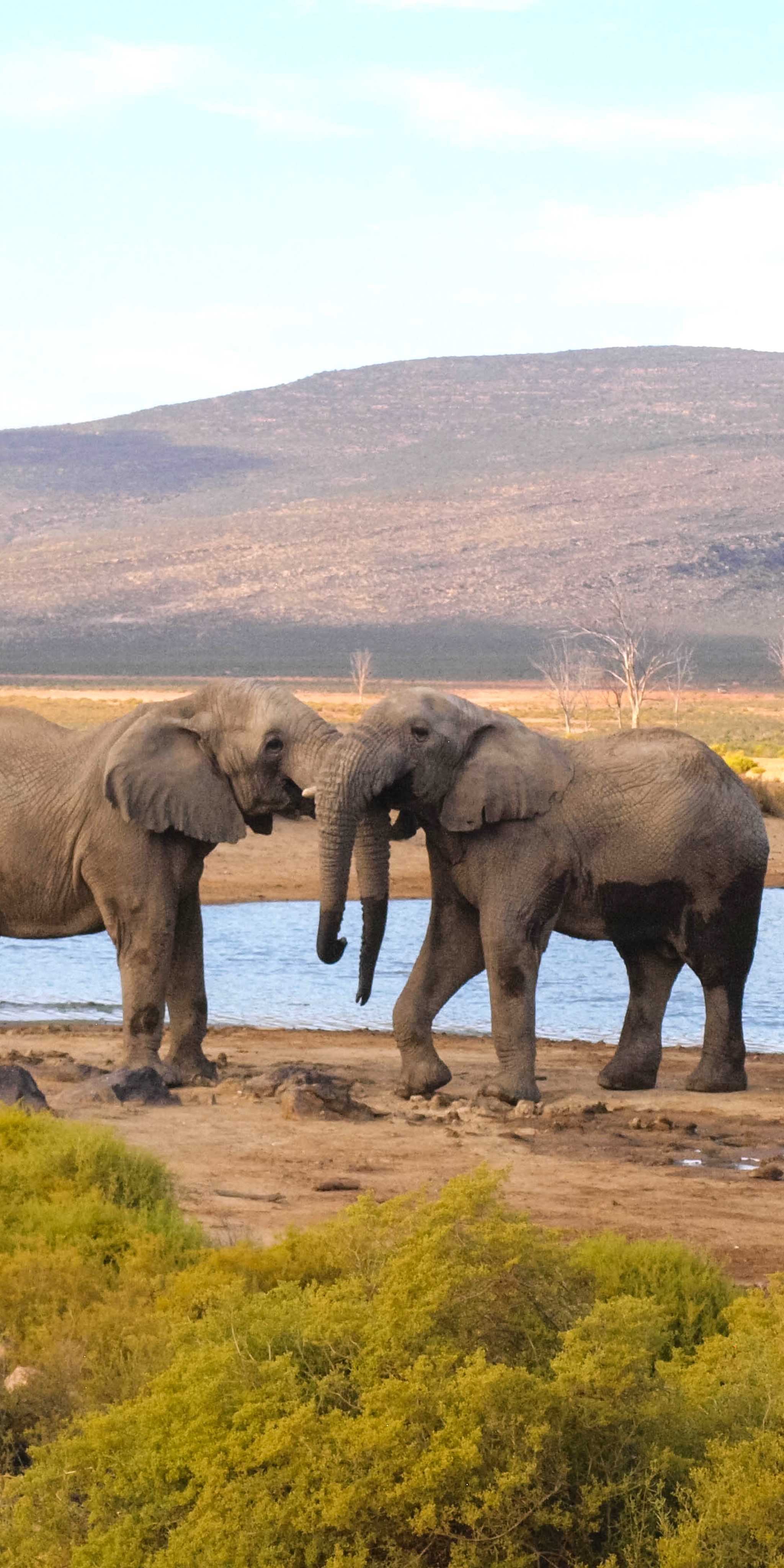 Aquila Safari Reserve