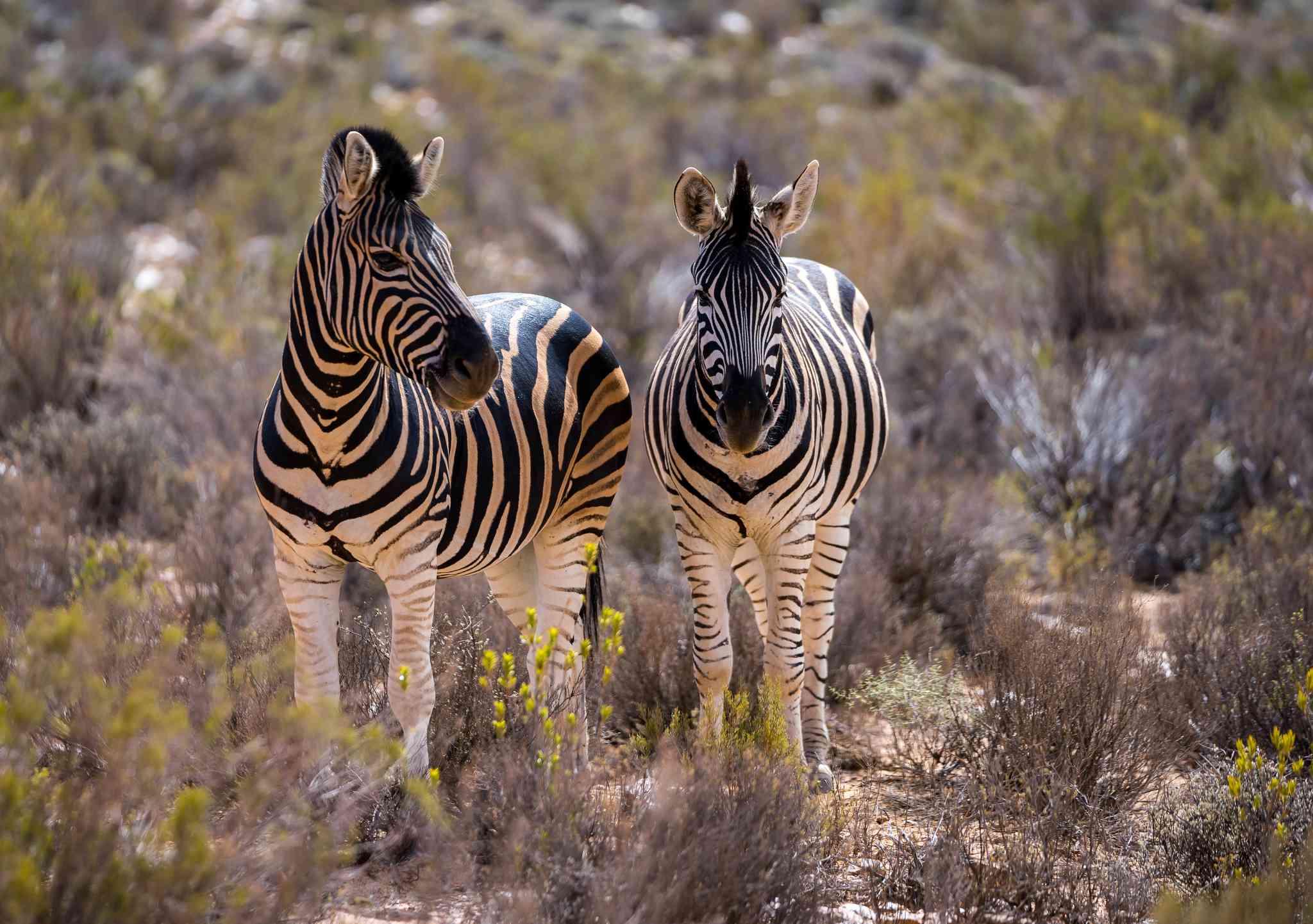 Aquila Safari Reserve 의 경치 - Cape Town International Airport 에서 출발하는 개인 day trip - 사진 2