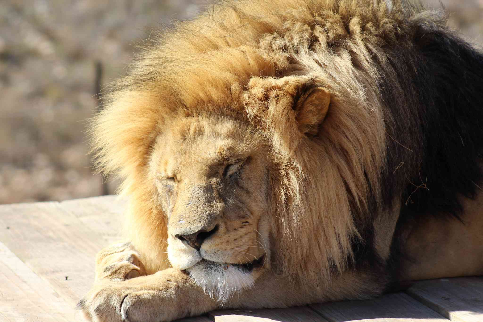 Aquila Safari Reserve 의 경치 - Cape Town International Airport 에서 출발하는 개인 day trip - 사진 3