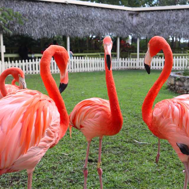 Nassau to Ardastra Gardens and Watling Distillery: Day trip