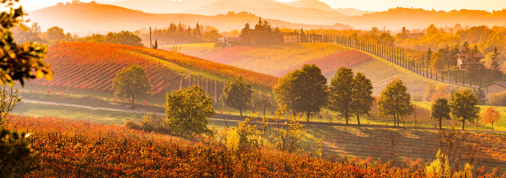 Panorama of Italian vineyard’s rolling hills with warm orange foliage.