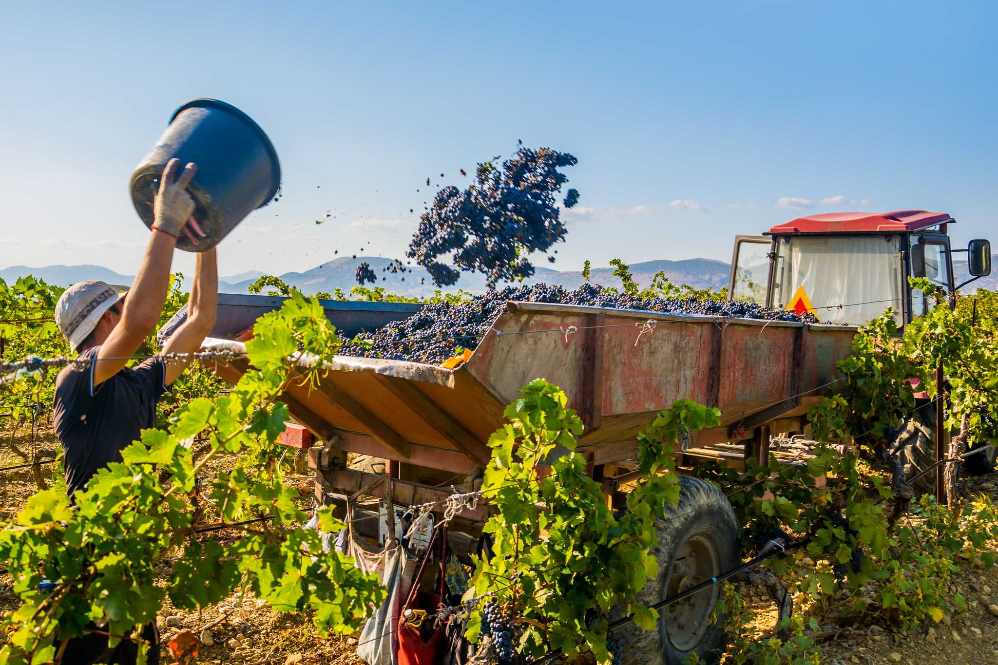 Man tossing purple grapes into a tractor on an Italian vineyard.
