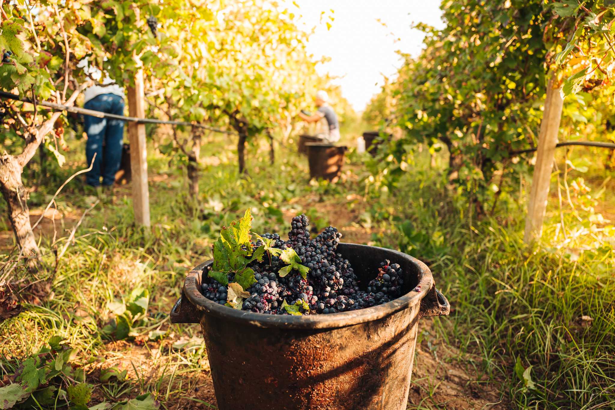 Bucket overflowing with dark purple grapes in between vineyard rows.