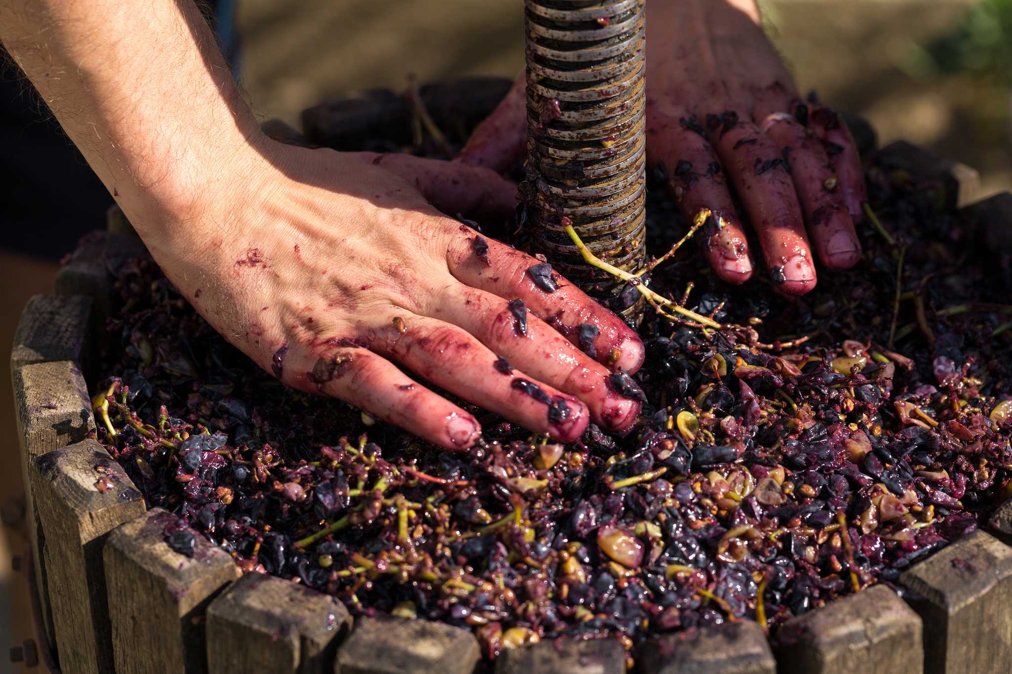 Traditional grape press with screw, hands pushing down on red grapes, covered in juice.