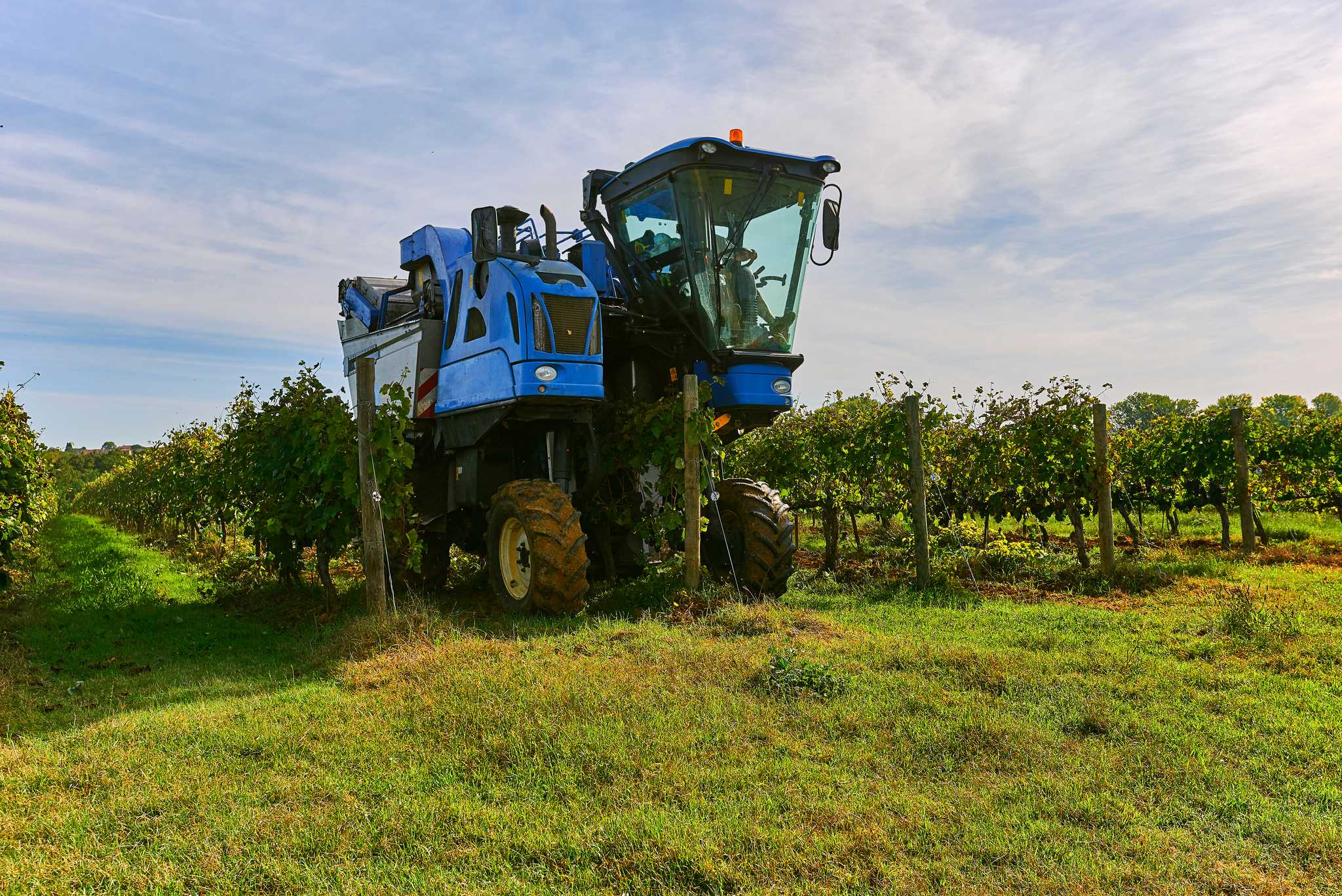 Grape harvesting combine tractor on a vineyard, with cloudy blue sky above.