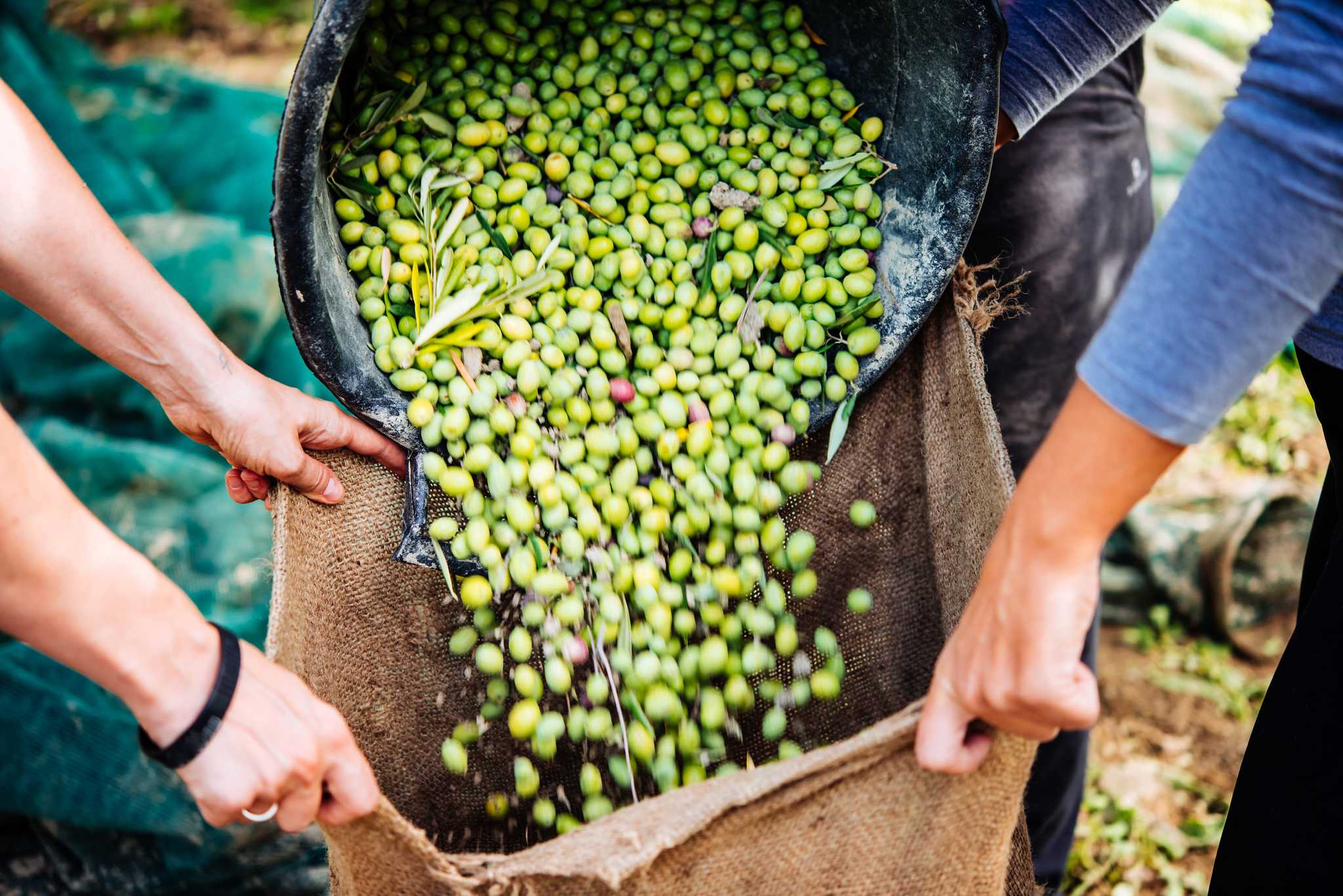 Green olives being sorted into a burlap sack by several hands.