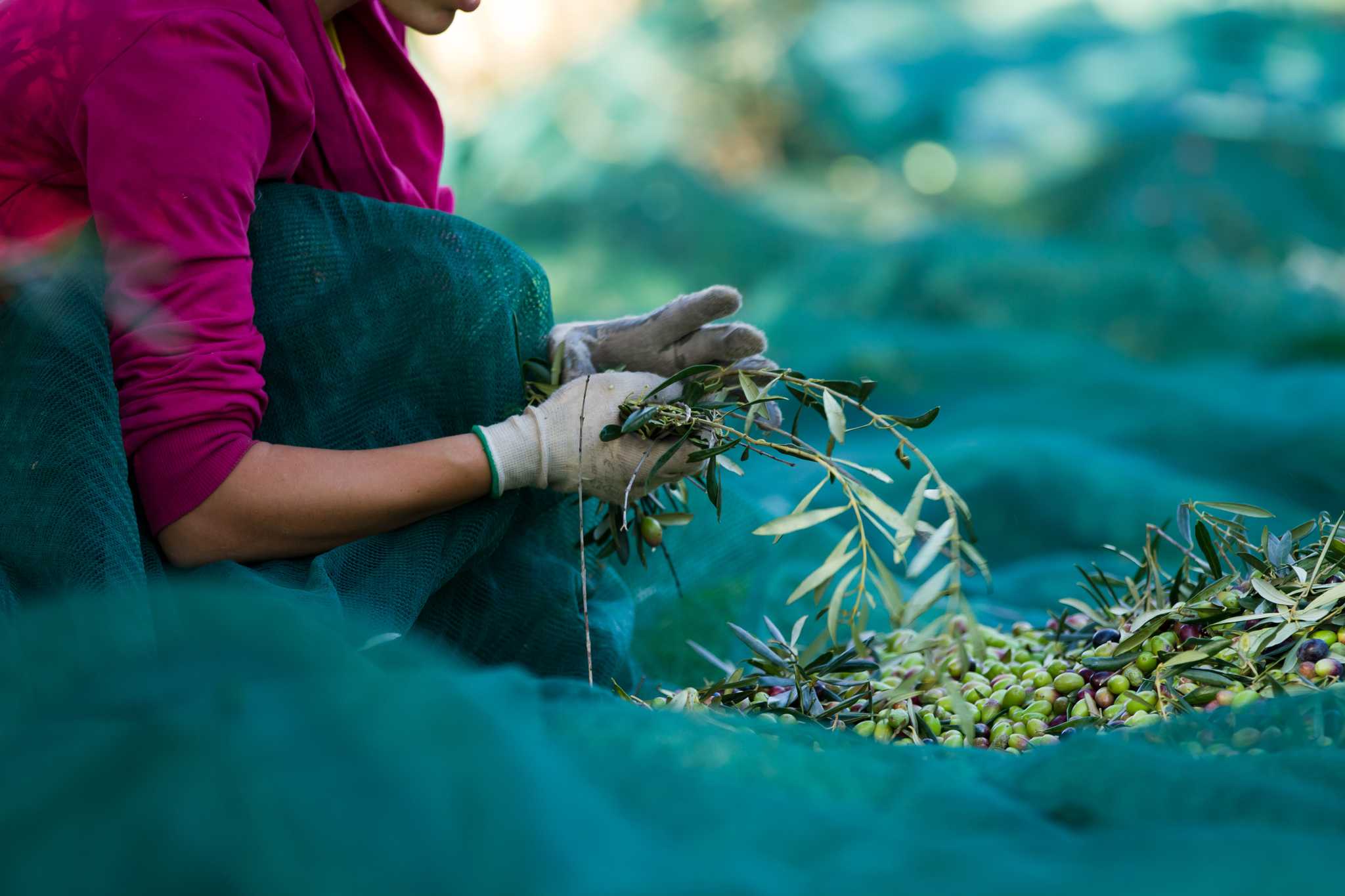 Someone sorting olive stems from the fruit on a large green cloth.