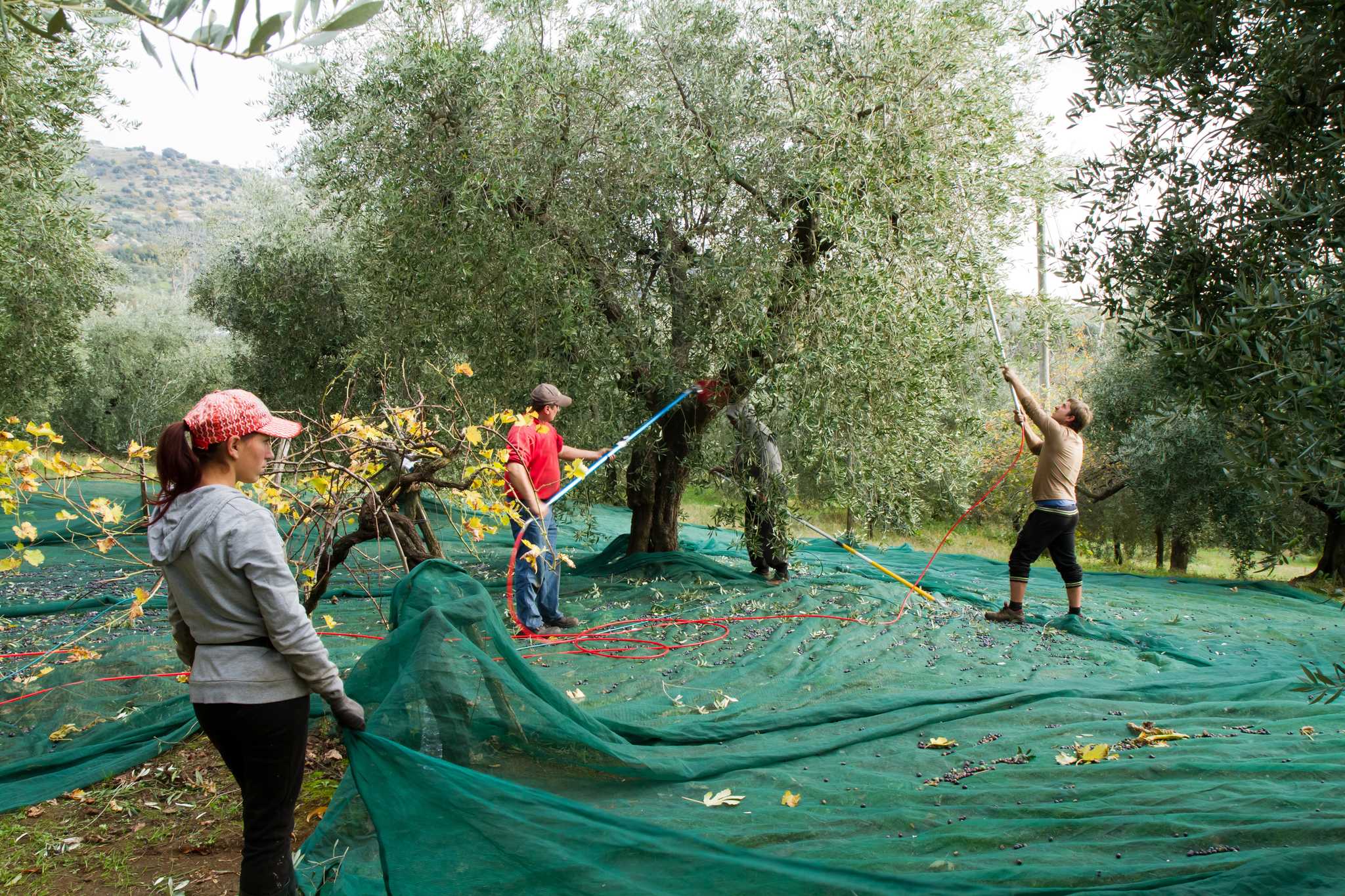 Group of people below olive trees holding a large cloth to catch the fruit.