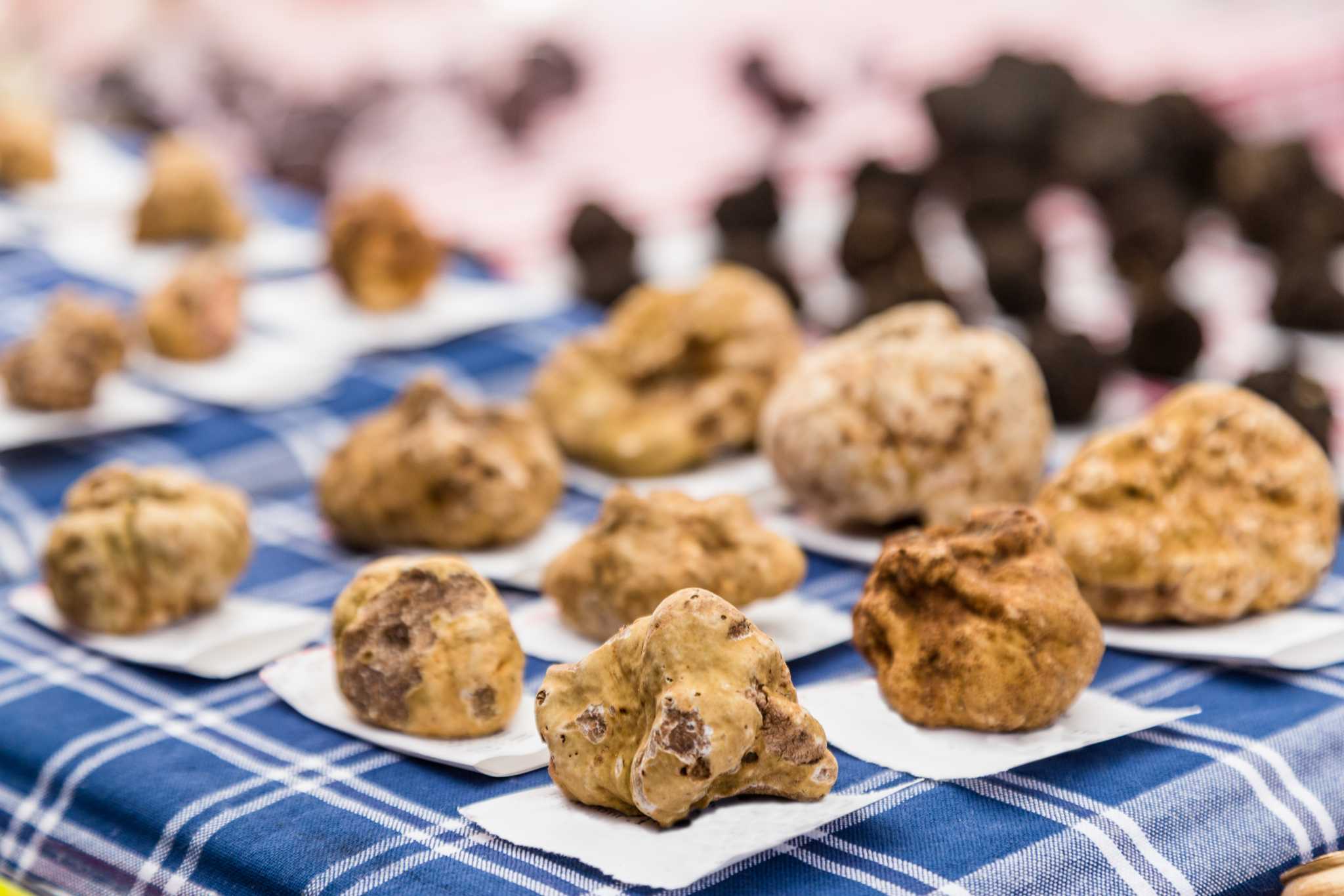 White truffles carefully lined up on a blue checkered cloth.
