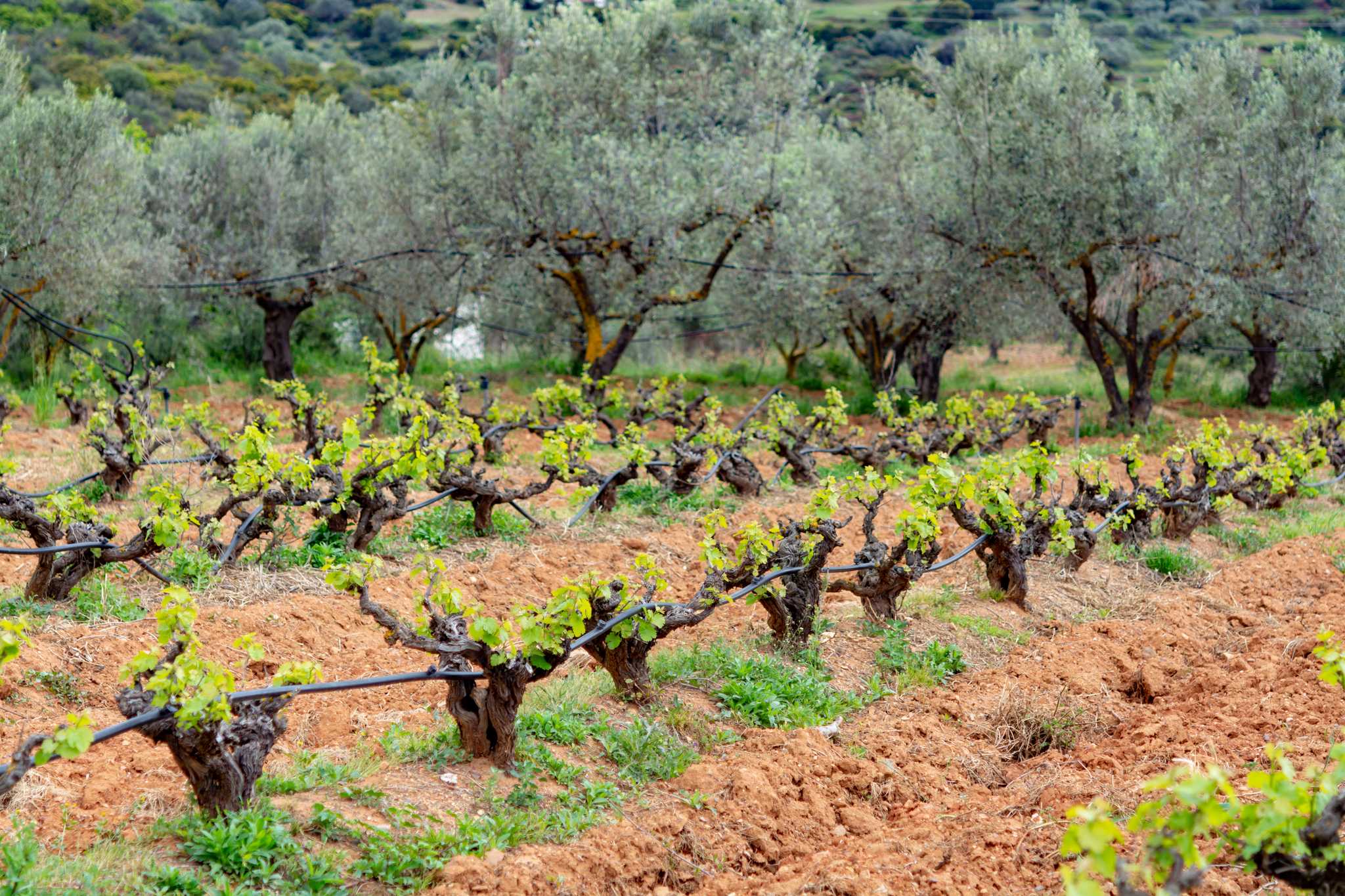 Itinerary stop at Bairaktaris Winery on private day trip from Athens