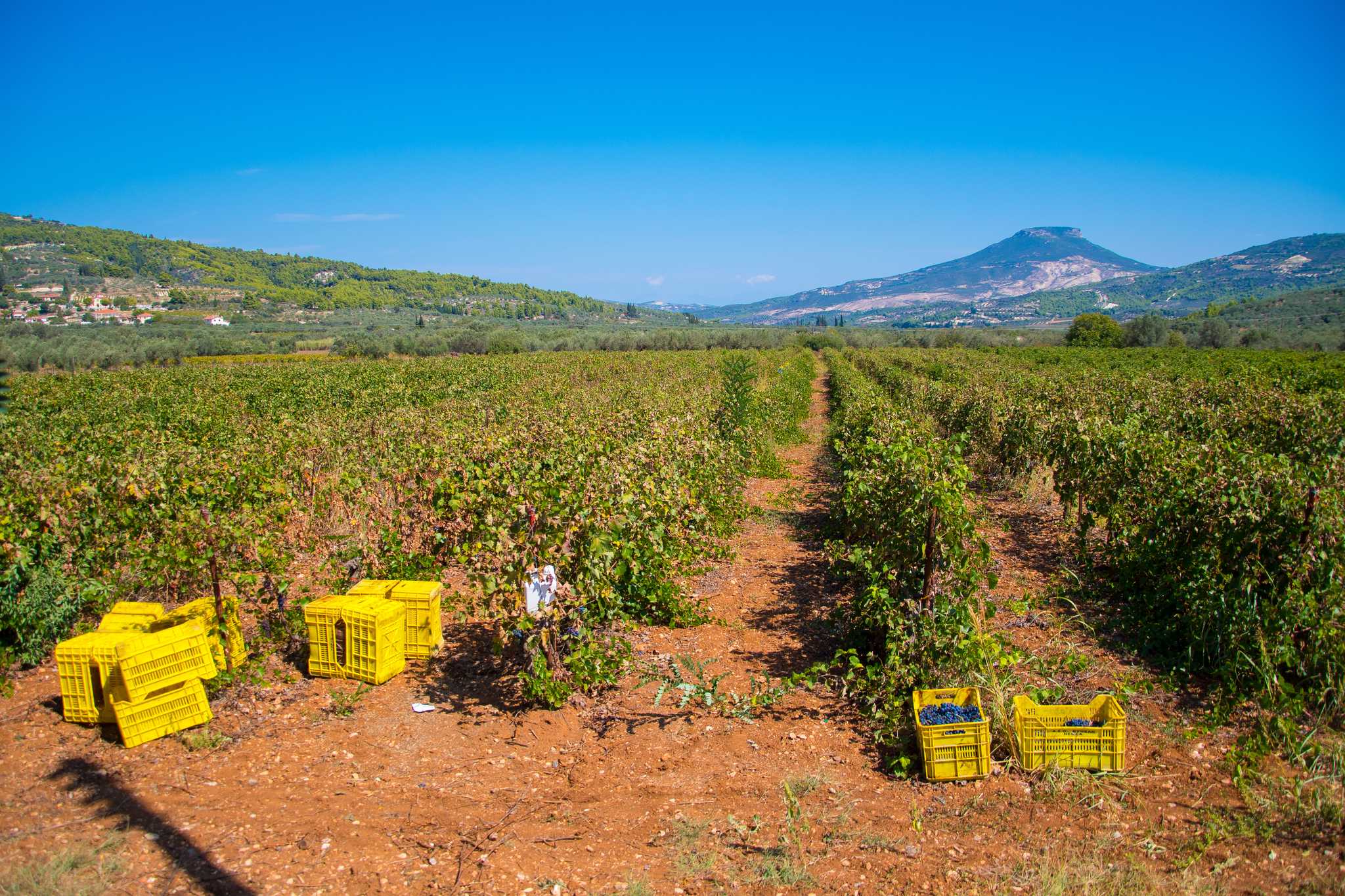 Itinerary stop at Bairaktaris Winery on private day trip from Athens