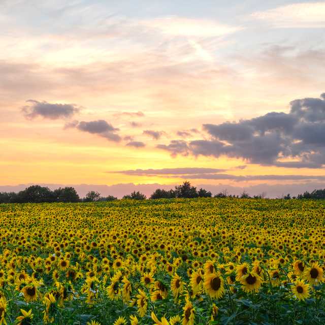 Edinburgh to Balgone Farm sunflower fields: Private day trip