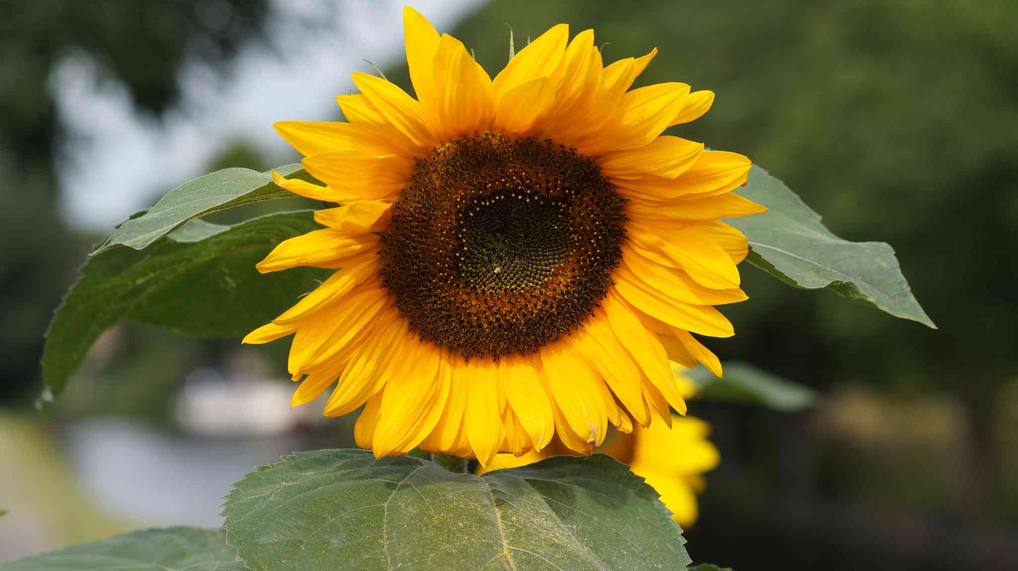 Vista panorámica de Edinburgh - excursión privada de un día desde Edinburgh - foto 2