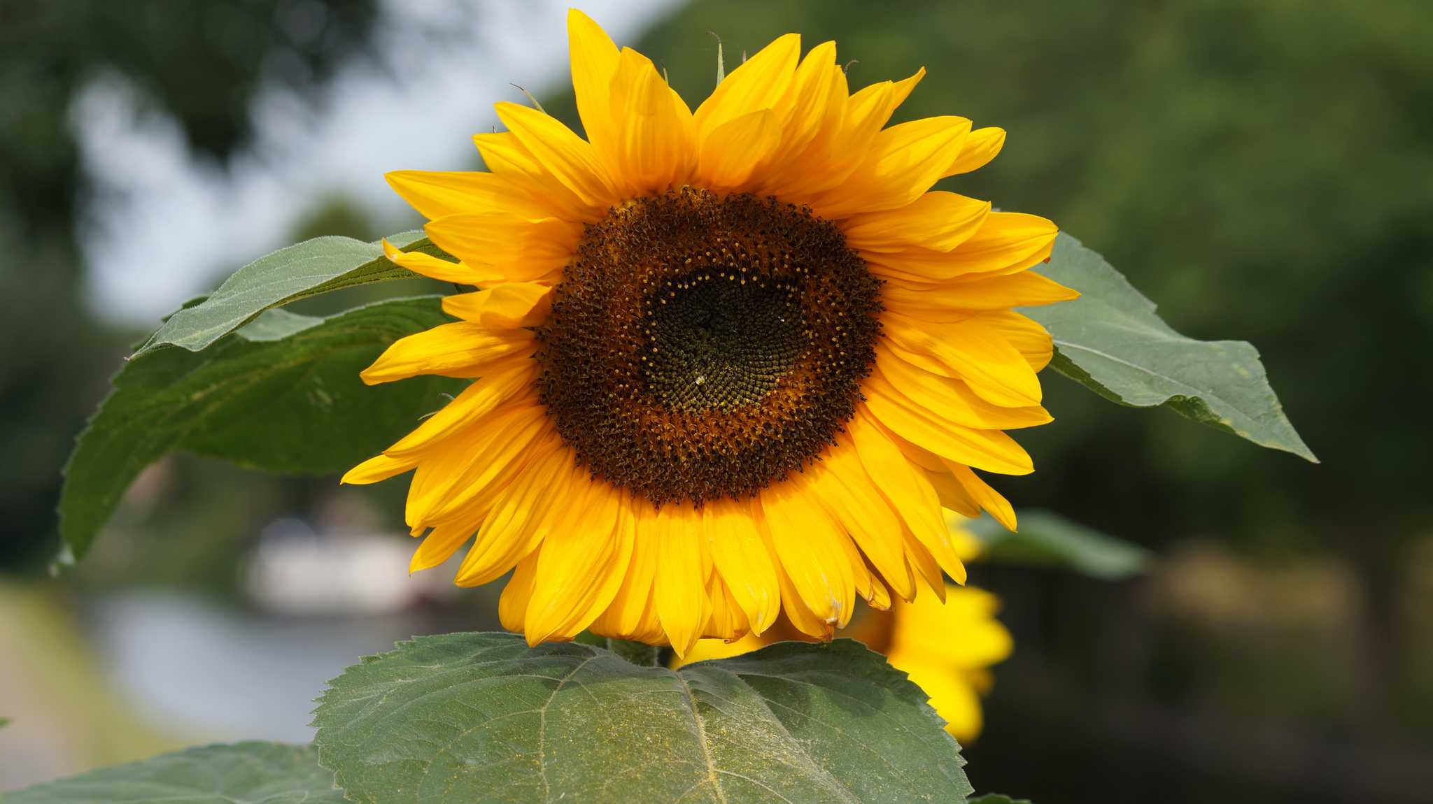 Parada del itinerario en Balgone Farm en excursión privada desde Edinburgh