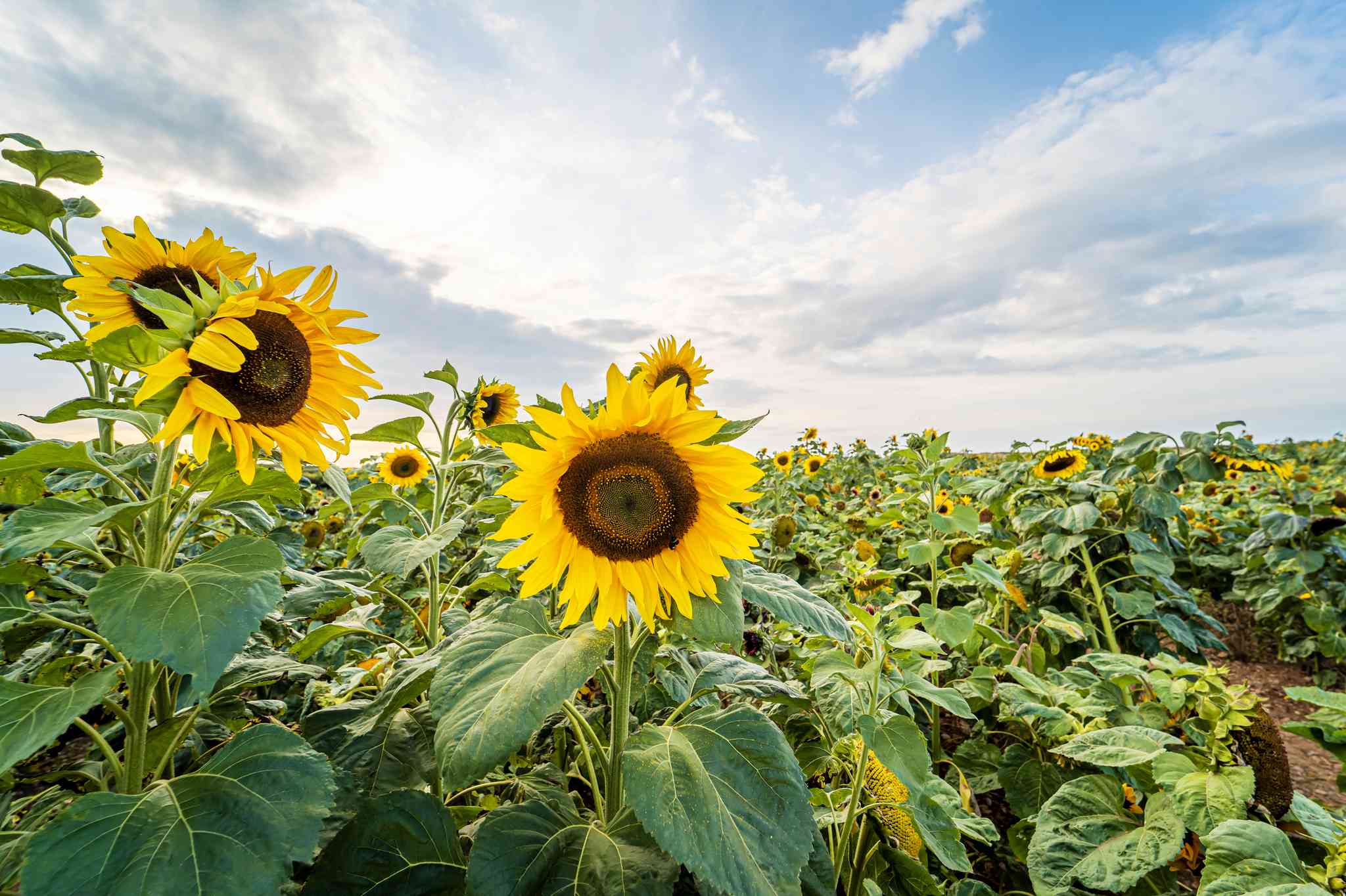 Vista panorámica de Edinburgh - excursión privada de un día desde Edinburgh - foto 3