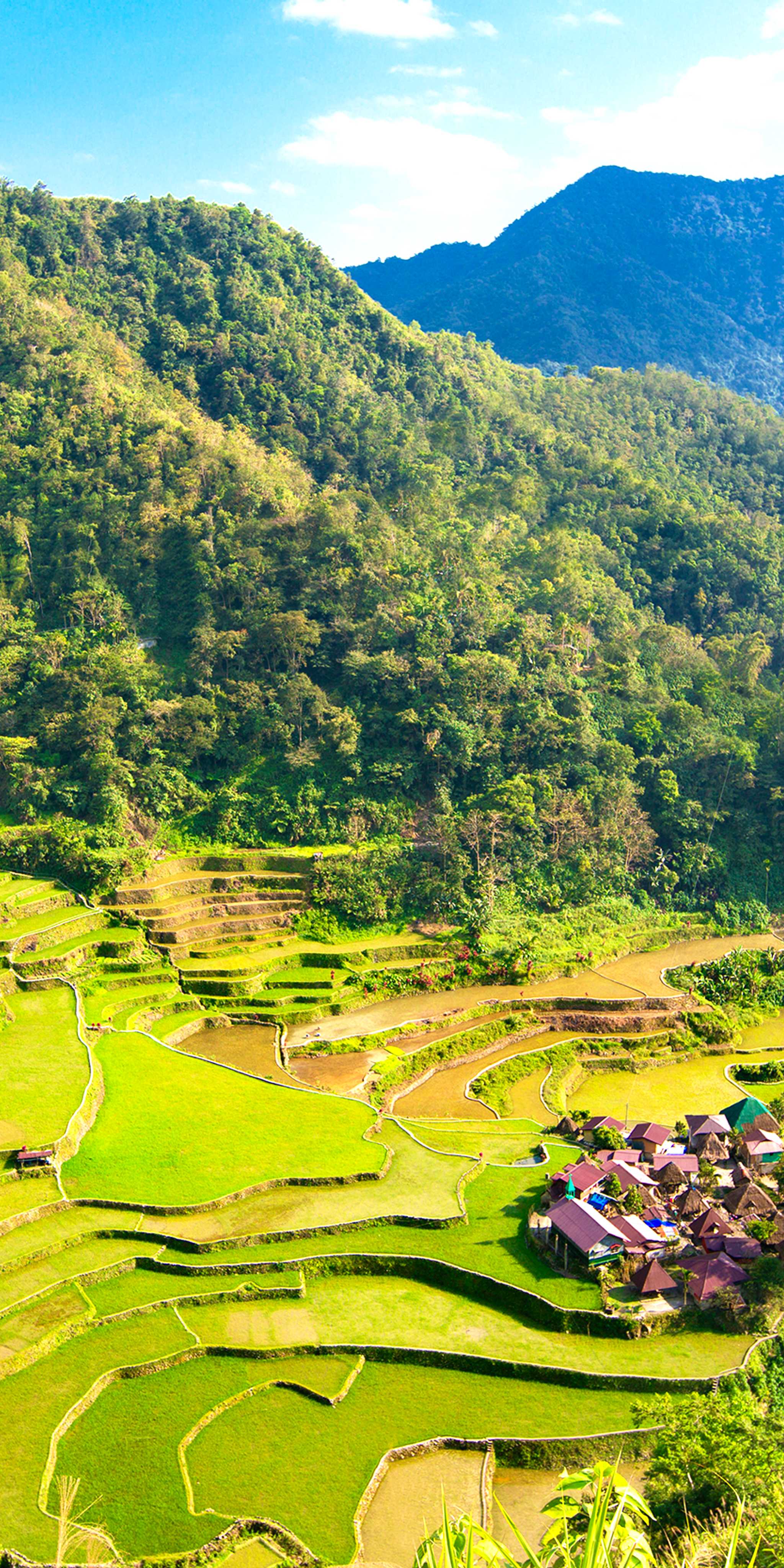 巴那韦稻田梯田