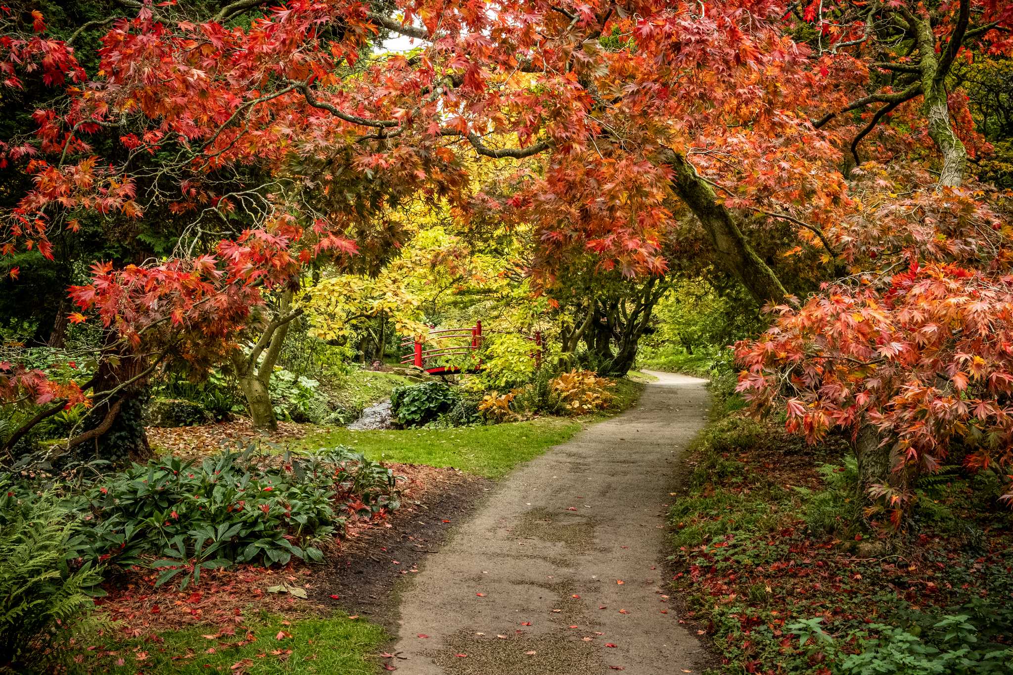 A dirt path weaves through low-lying trees of red and orange leaves to a red bridge.
