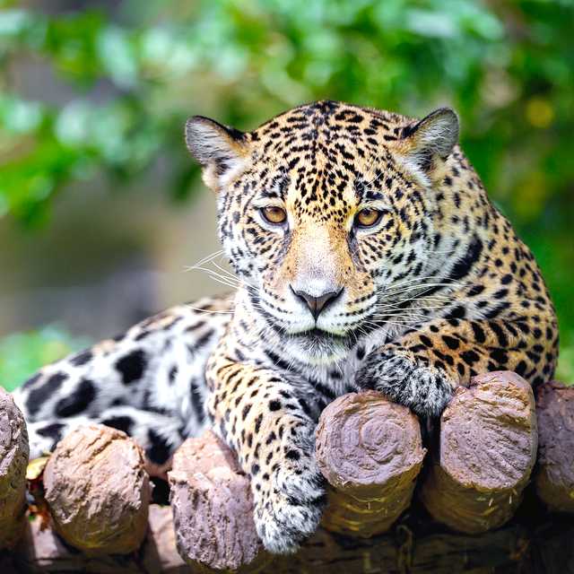 Belize City to the Zoo and St Herman's Blue Hole: Day trip