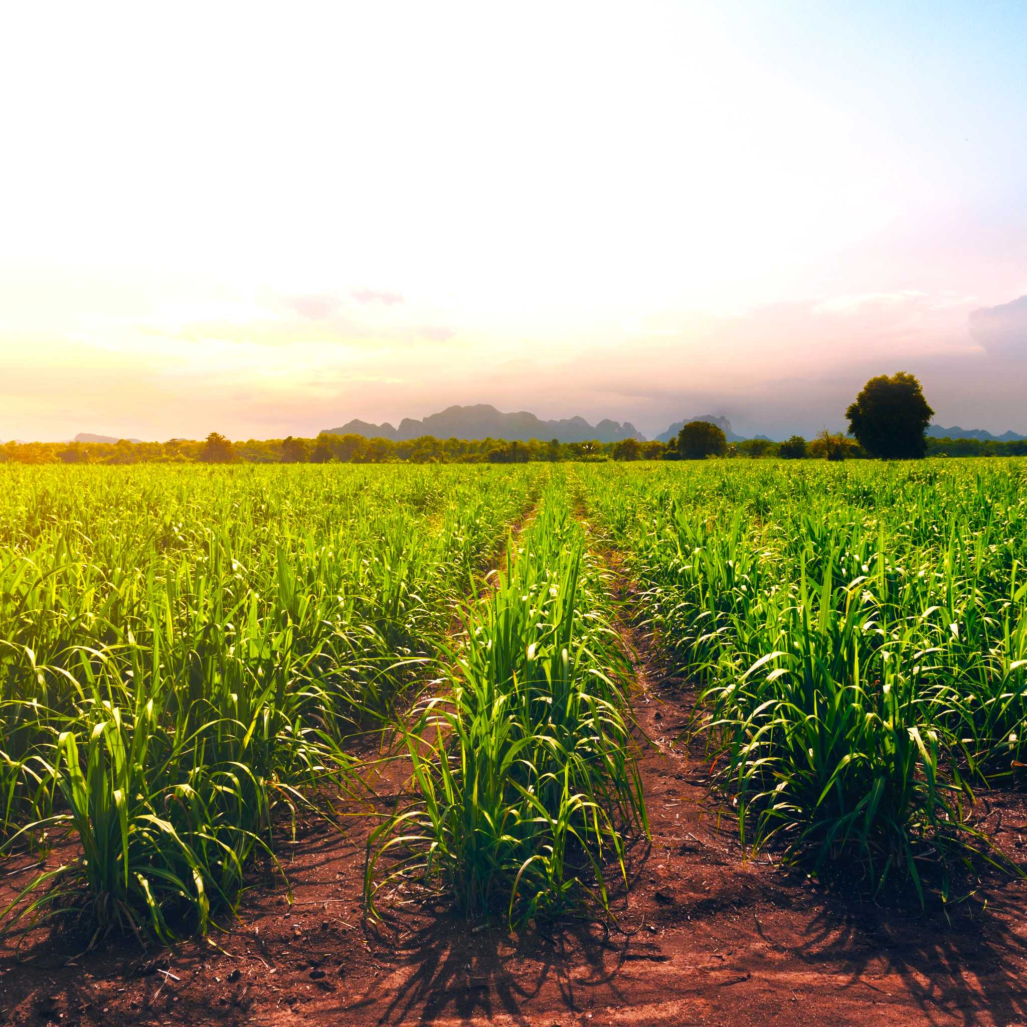 Private car transfers in Guyana from Blairmont