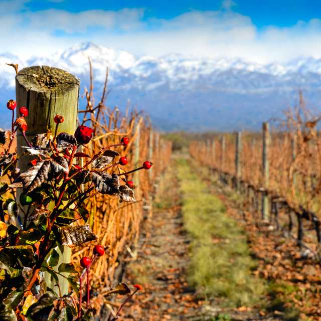 Mendoza to Maipu wineries: Private day trip