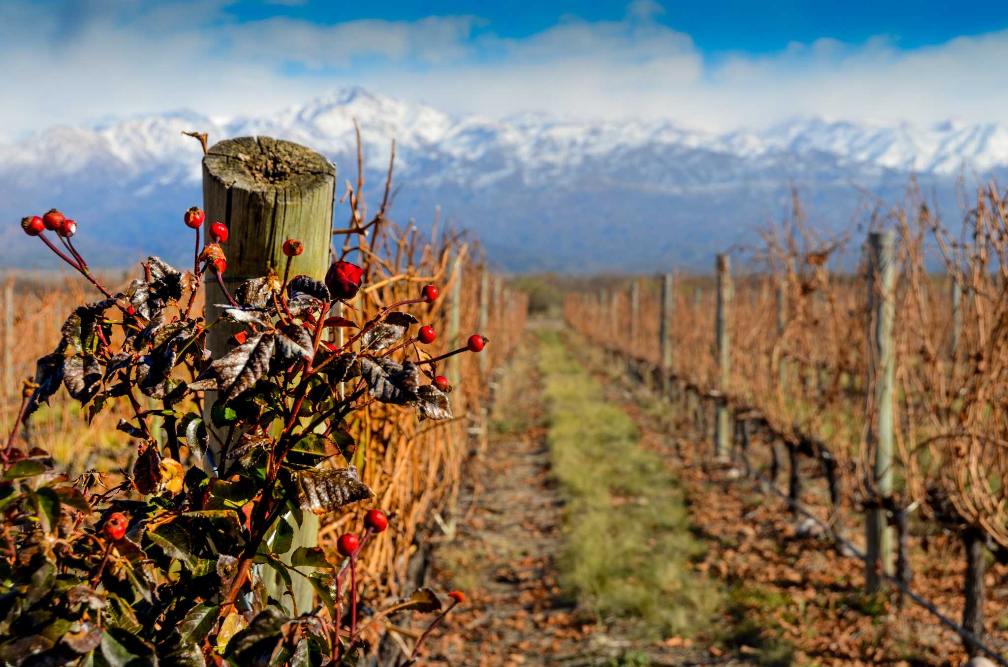 Sample globally renowned Malbec wines in the Uco Valley.