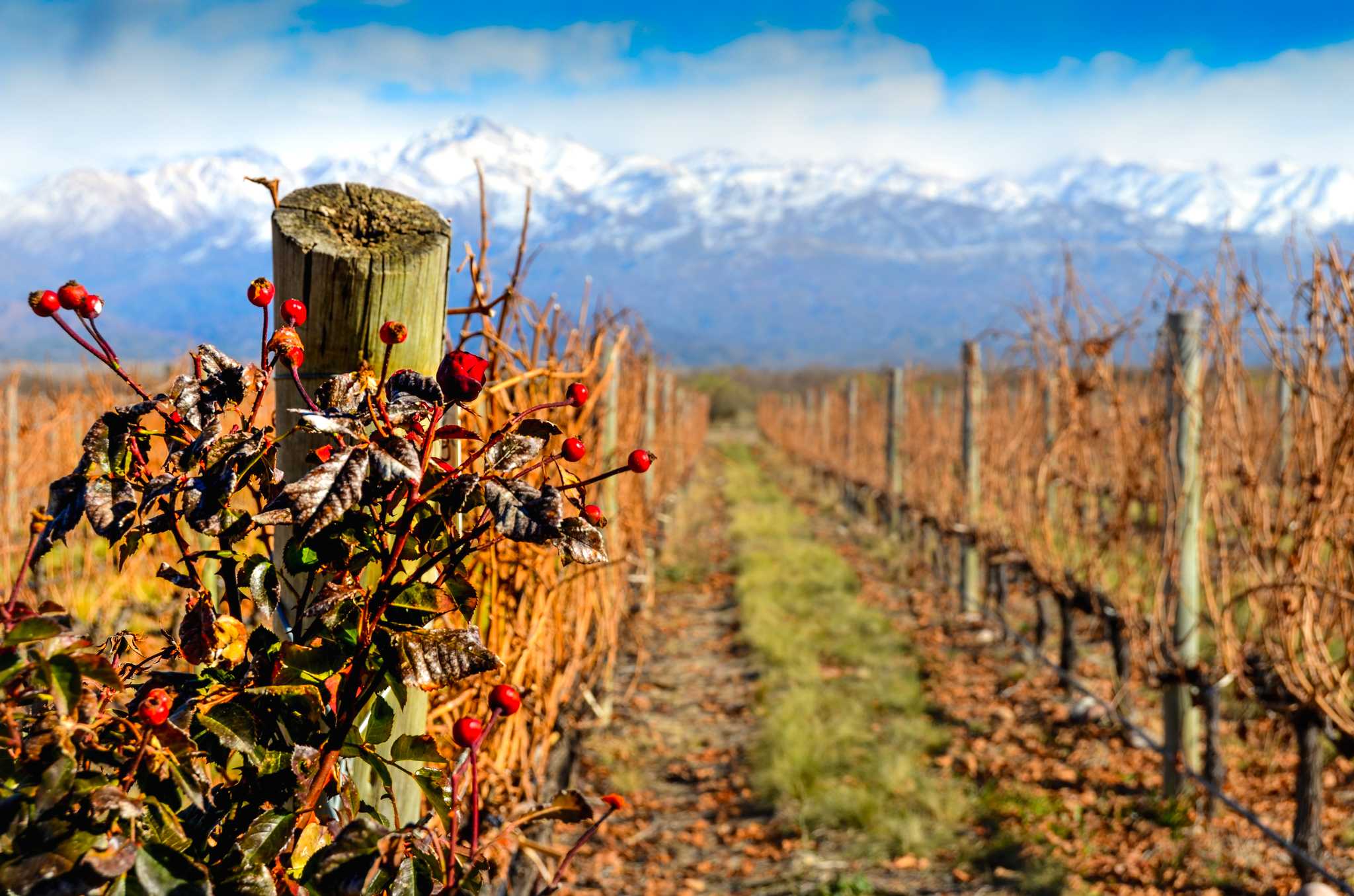 Mendoza to Maipu wineries: Private day trip